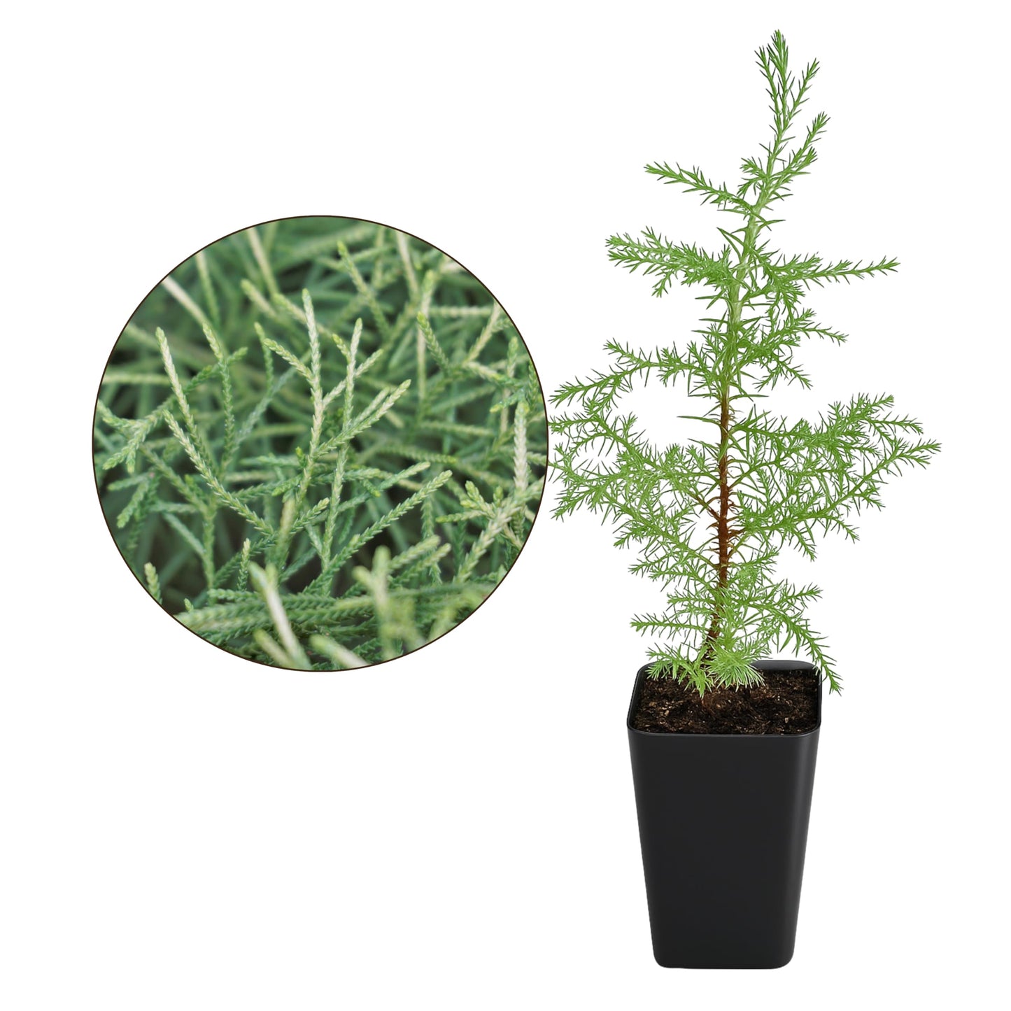 My Shelfie – Arizona Cypress Bonsai Starter Tree (Cupressus arizonica), Live Evergreen Plant for Indoor or Outdoor Bonsai Forest Garden, Home & Living Room Décor (1)
