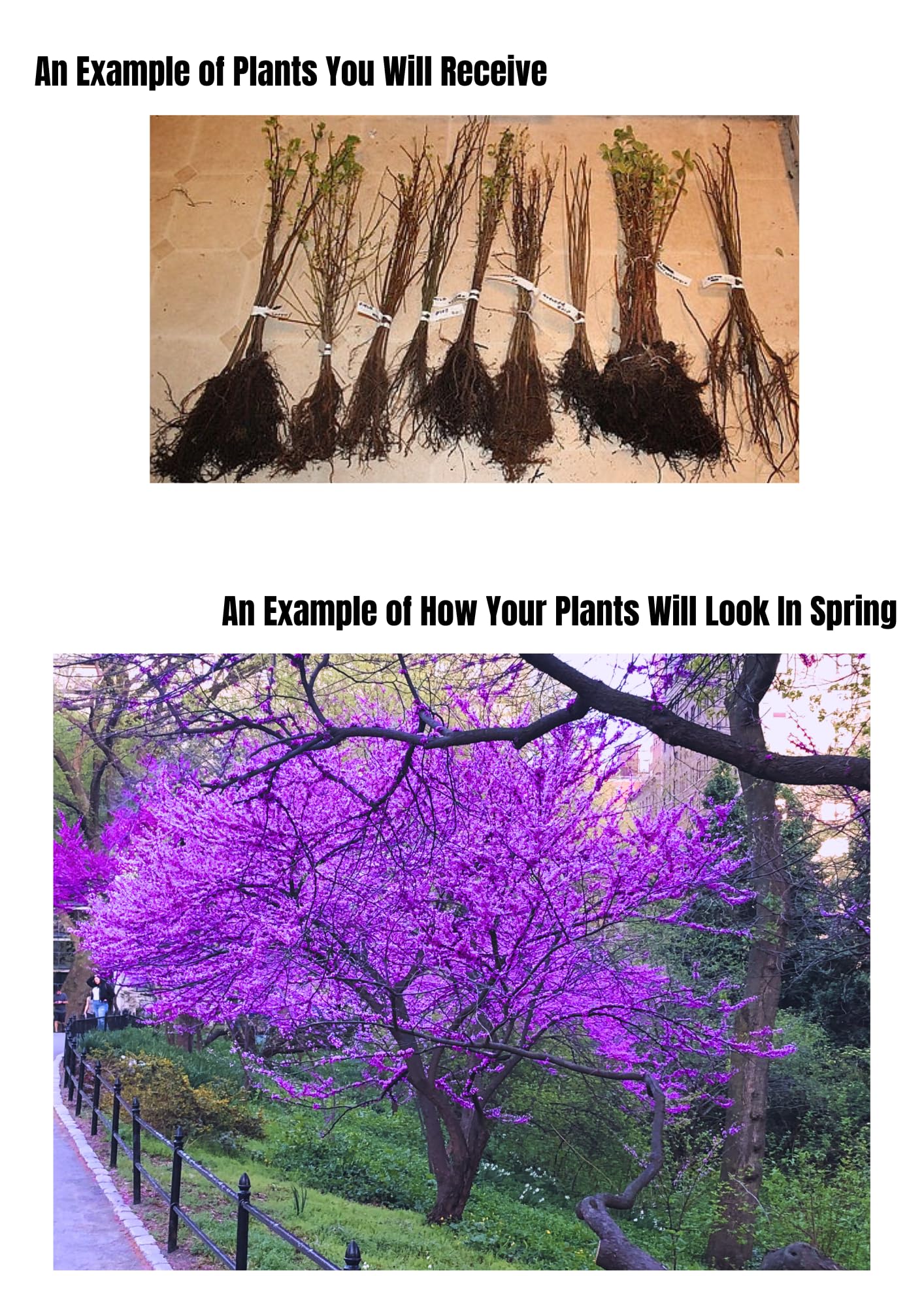 Cold Hardy Purple Pink Redbud Tree Live Plant in Quart Pot, Eastern Red Bud Plants, Vibrant Spring Blooms in Zones 4 to 9, No Leaf in Winter
