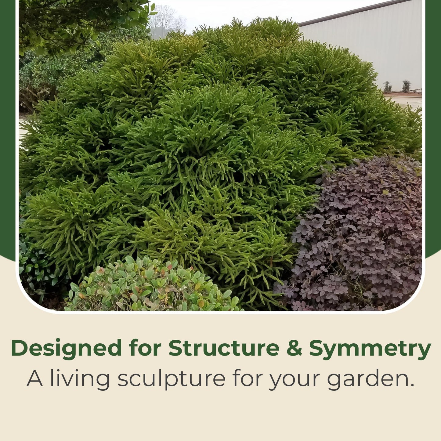 3 gal. Cryptomeria Globosa Nana Shrub