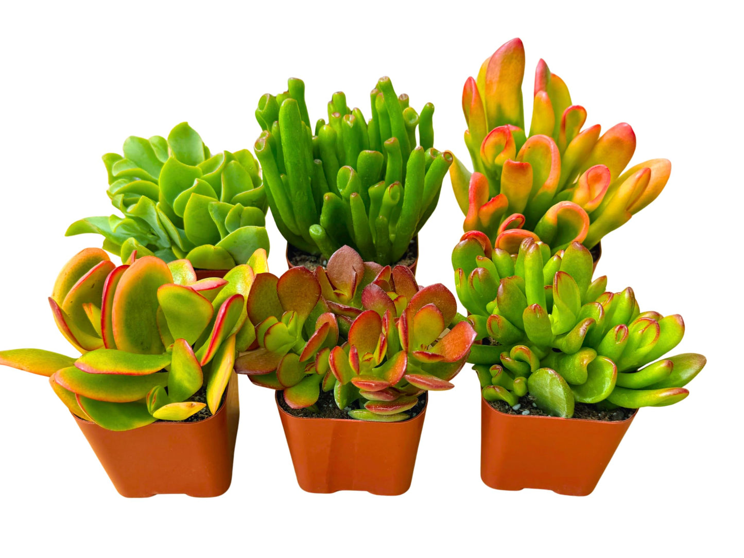 Succulents Plants Live Jade Plant 2" 3-Pack Mystery Collection, Live Jade Plant Starter Collection, Live Succulent Plants in Grower Pots with Succulent Soil Mix by The Succulent Cult