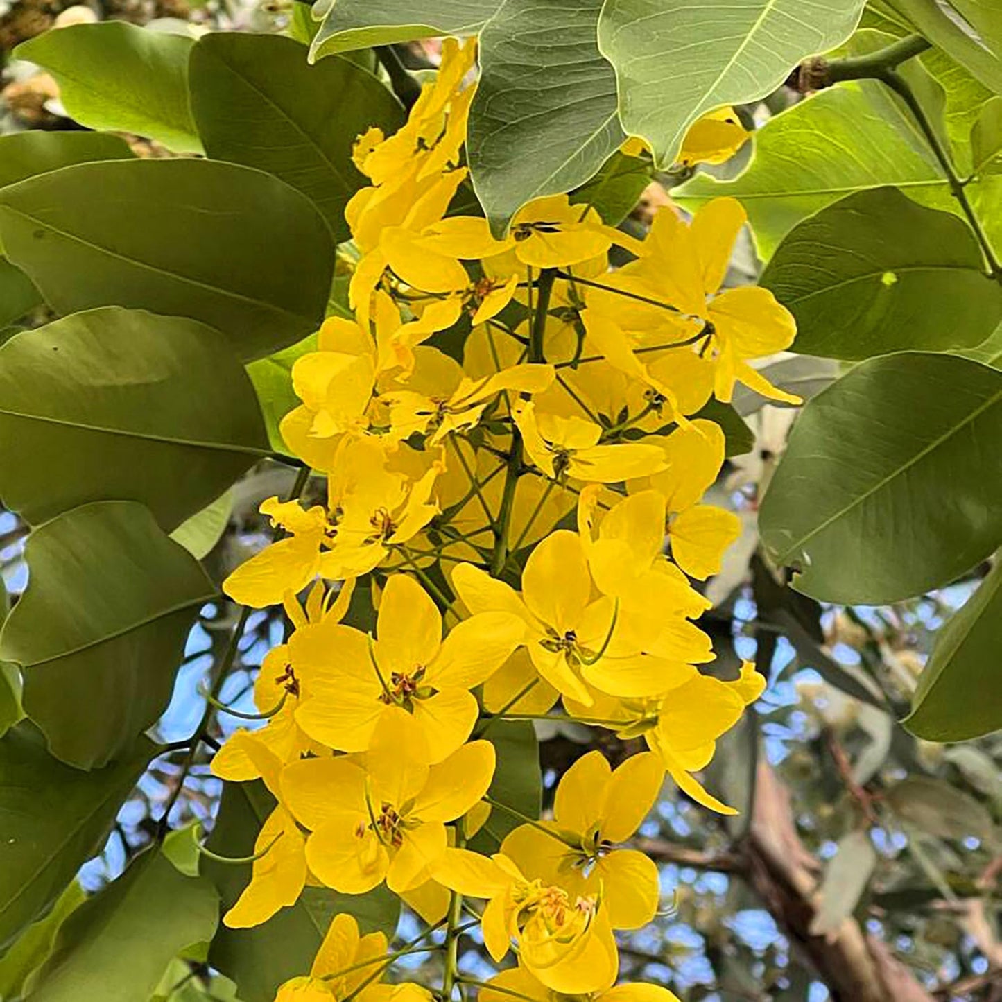 QAUZUY GARDEN 15 Golden Shower Seeds, Purging Cassia, Indian Laburnum, Pudding-Pipe Tree, Gold Rush Yellow Cassia Fistula Flower - Attract Pollinators - Showy Tree Accent