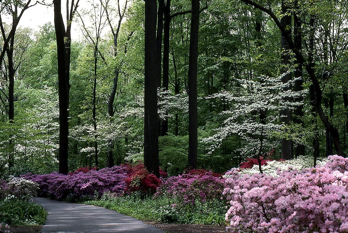 Azalea Vivid | 3 Live Plants | Red Flowering Rhododendron Blooming Shrubs
