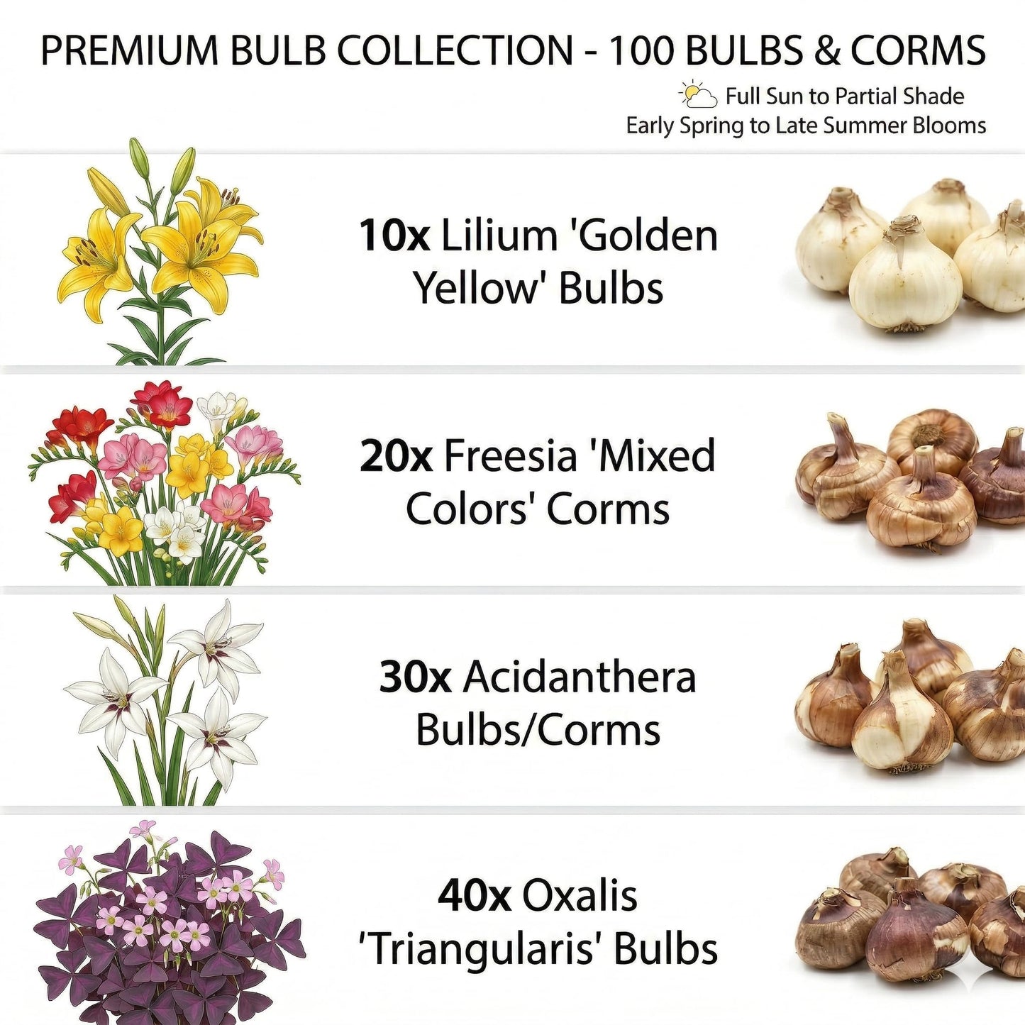 Amazing Deal -Spring & Summer 100 Flower Bulbs for Planting, Garden Party Mix, Sun-Loving Perennial Bulb Collection, Attracts Butterflies, Bees & Hummingbirds, Zones 3-9