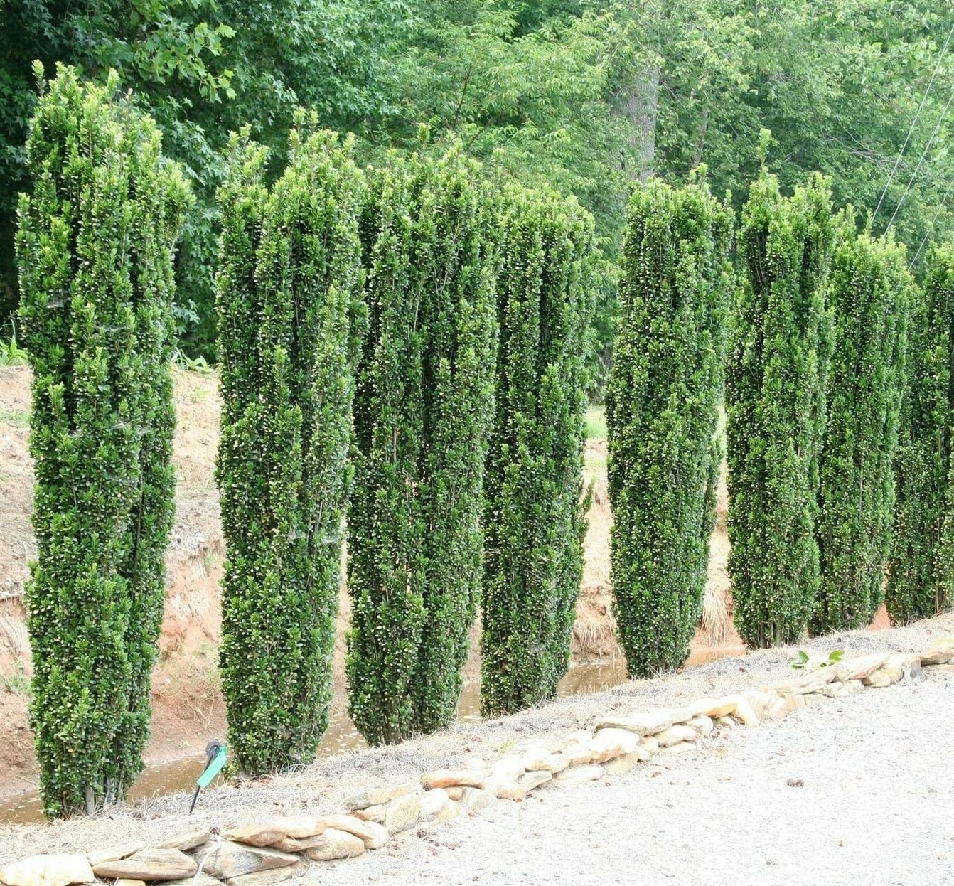 Live Plant - 10 Sky Pencil Holly Shrubs/Trees/Hedges - 3-6" Tall Live Plants - 2.5" Pots