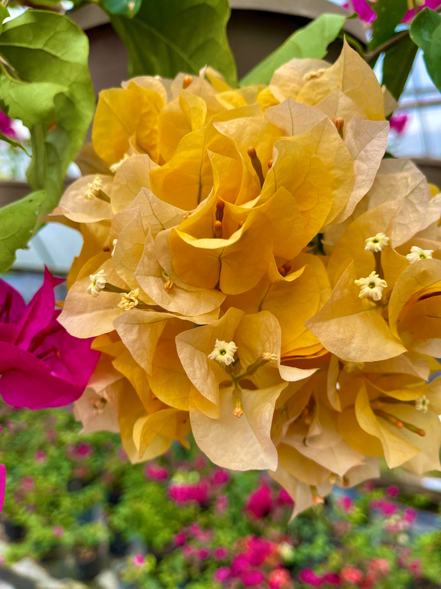 16" Tall Yellow Bougainvillea Live Well Established Plant in 6" Pot with Wood Trellis Bright Colors Flowering Vine Indoor/Outdoor Perennial/Annual Tropical