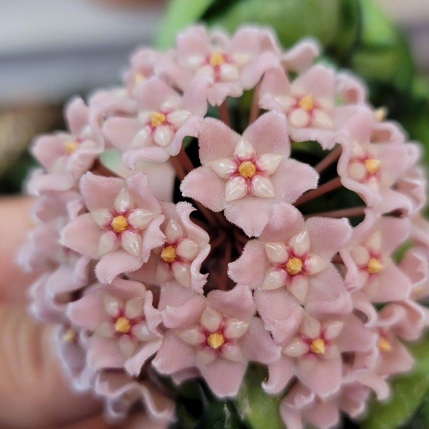 Hoya Compacta aka Hoya Hindu Rope Available in Large 6" Hanging Pot - Live Hoya Plant Air-Purifying Vine (XXL 6" Hanging Pot, Vines 1-3ft Long)