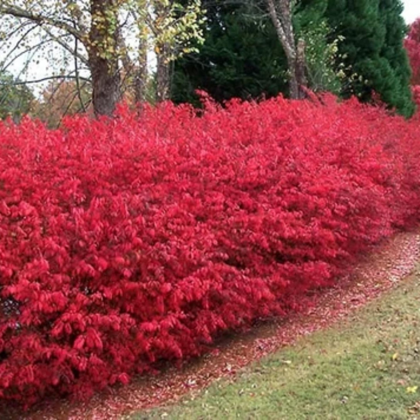 2 Bareroots Dormant Burning Bush Shrub Live Plants Rooted Cuttings, 6-12" Tall, Dormant, No Leaf, No Pot, Hardy Burning Bush Shrub for Outdoor Landscaping