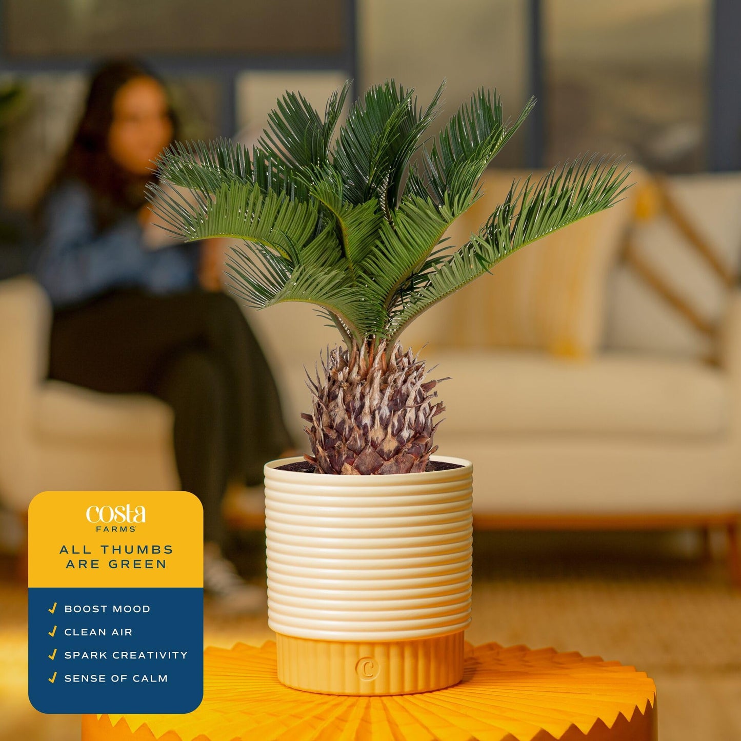 Costa Farms Live Sago Palm, Easy to Grow Live Indoor Plant, Houseplant in Plant Pot, Home and Room Decor, 1 Foot Tall