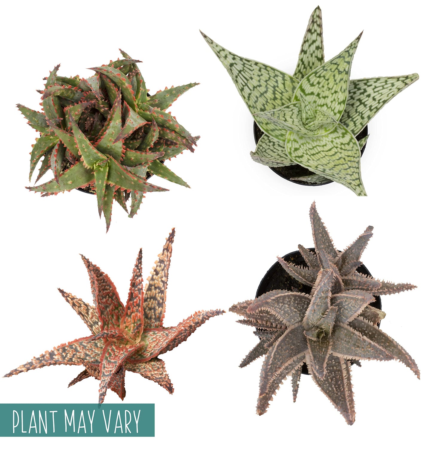 Live Aloe Plant Succulents, Star Aloe Plants Live with White Planter, Succulents Plants Live in Potting Soil Mix, Potted Succulents Live Plants, Cactus Plants Live Succulent Plants by Plants for Pets