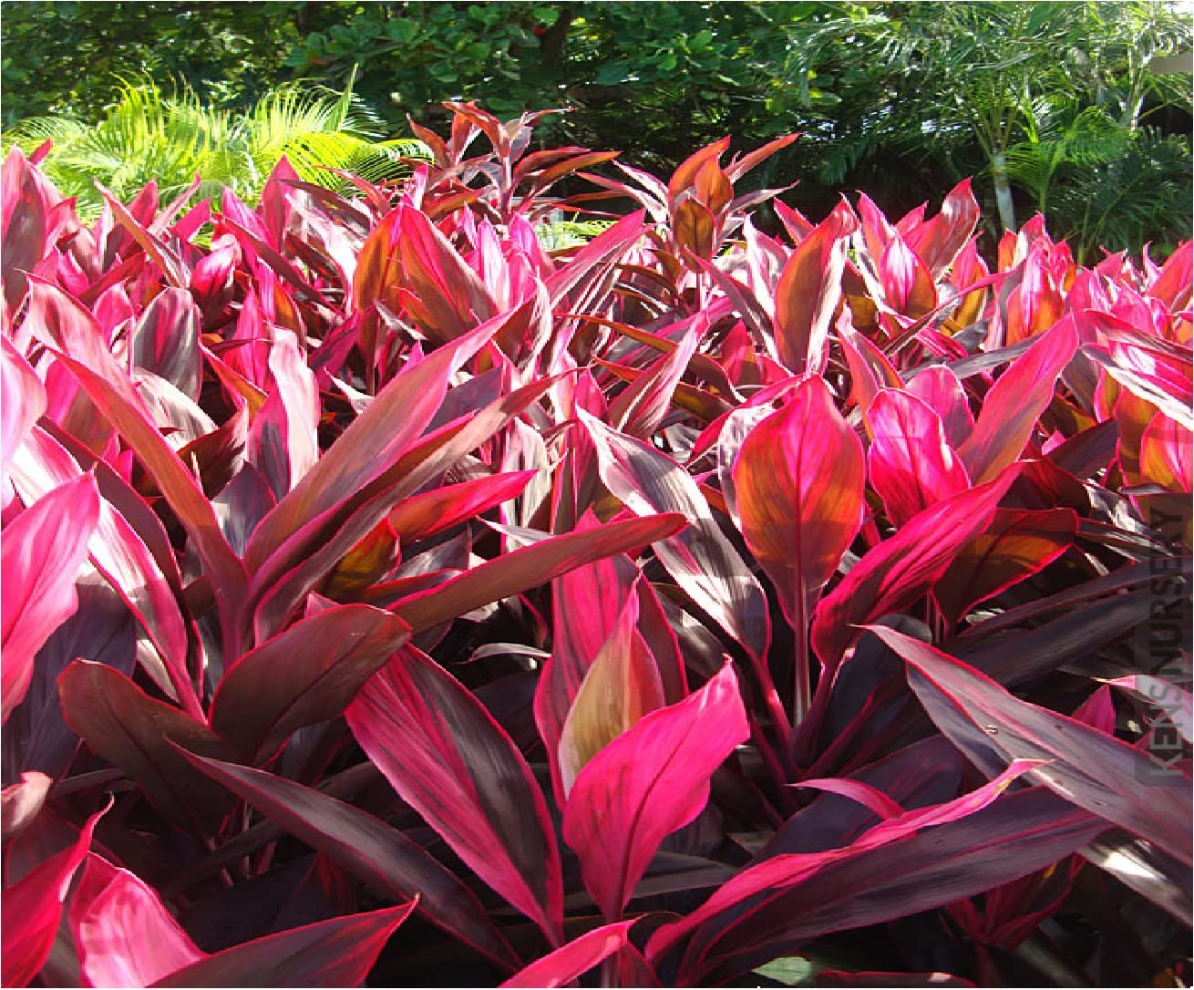 Hawaiian Red Ti Leaf Plant Logs Live Indoor/Outdoor Tropical Plants - 2 Cordyline Fruticosa Cutting Logs - Easy Care Good Luck Plant