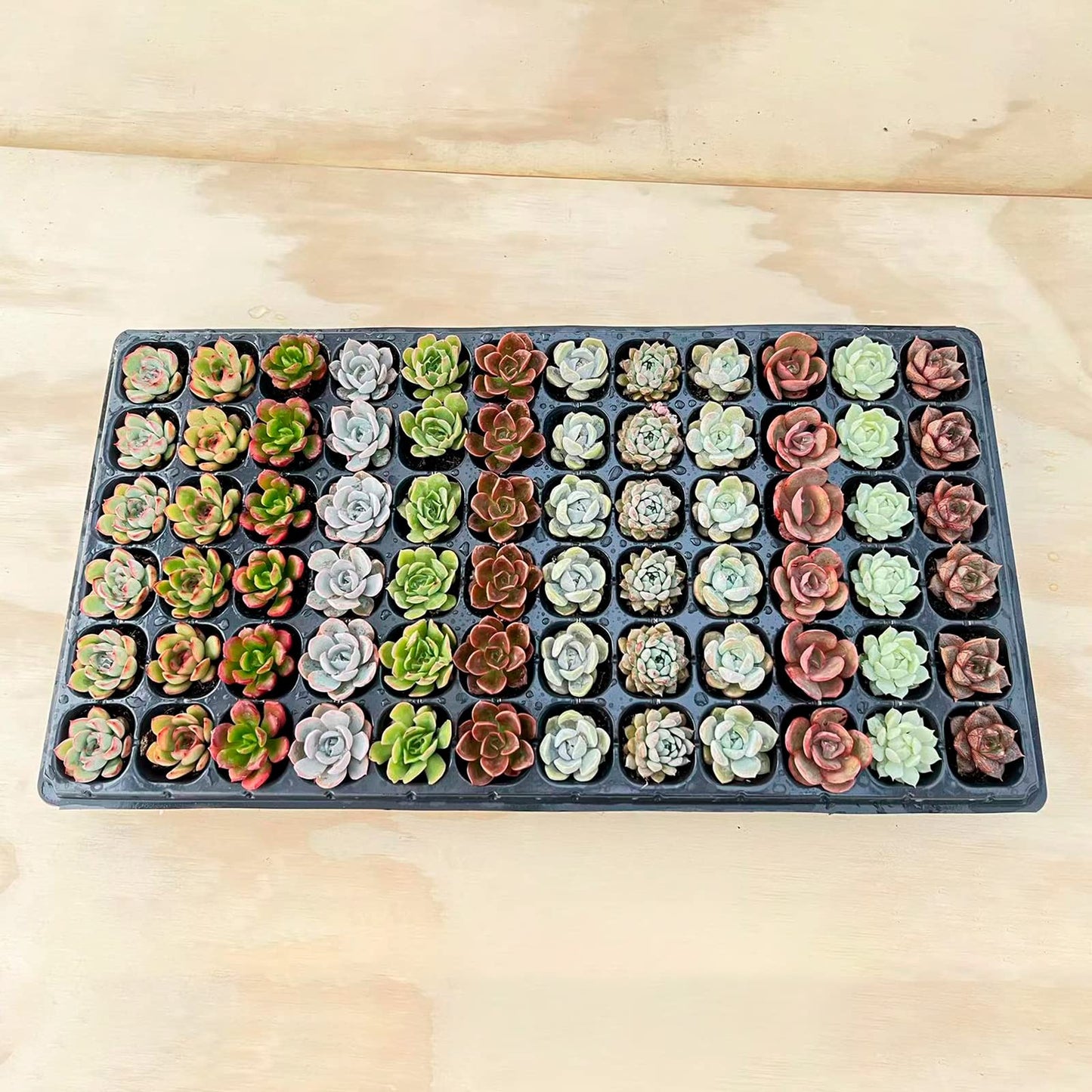 Sprout N Green 5 Assorted Succulents with Root, 5 Different Varieties Live Plants Collection, Without Plant Pot, Great for Gardener Beginner, DIY Projects, Wedding Party Favor, Easy to Care