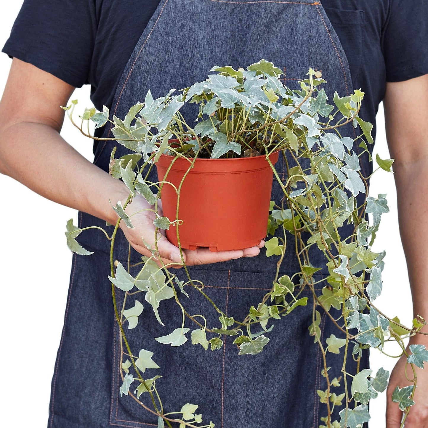 English Ivy 'Glacier' | Live Plant for Indoor & Outdoor | for Living Room, Office, Bathroom | (4" Pot, White Cylinder)