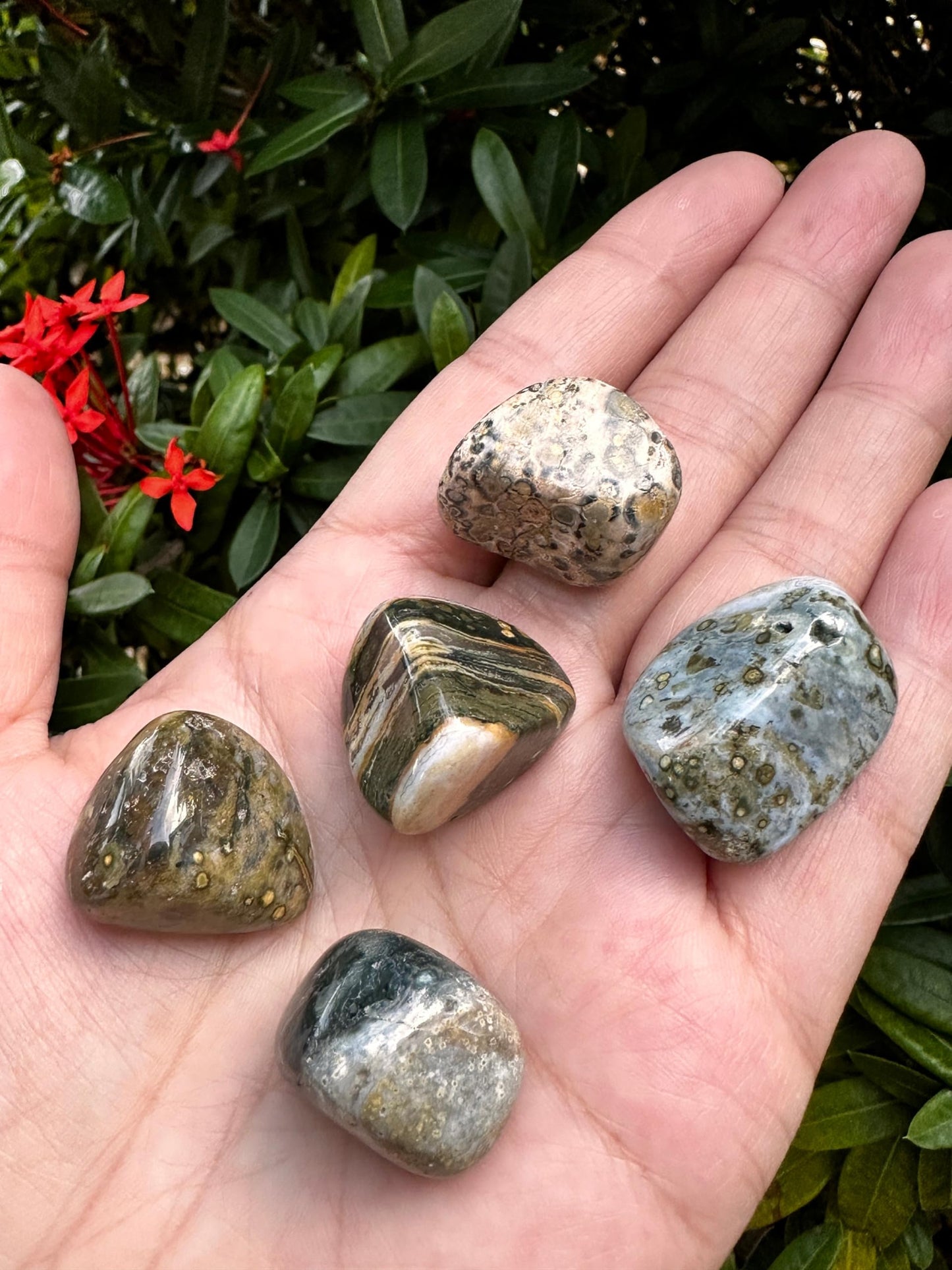 GAF TREASURES 5 Pcs Ocean Jasper Tumbled Stones, Polished Natural Sea Jasper Gemstone, Ocean Jasper Healing Crystals (Ocean Jasper)