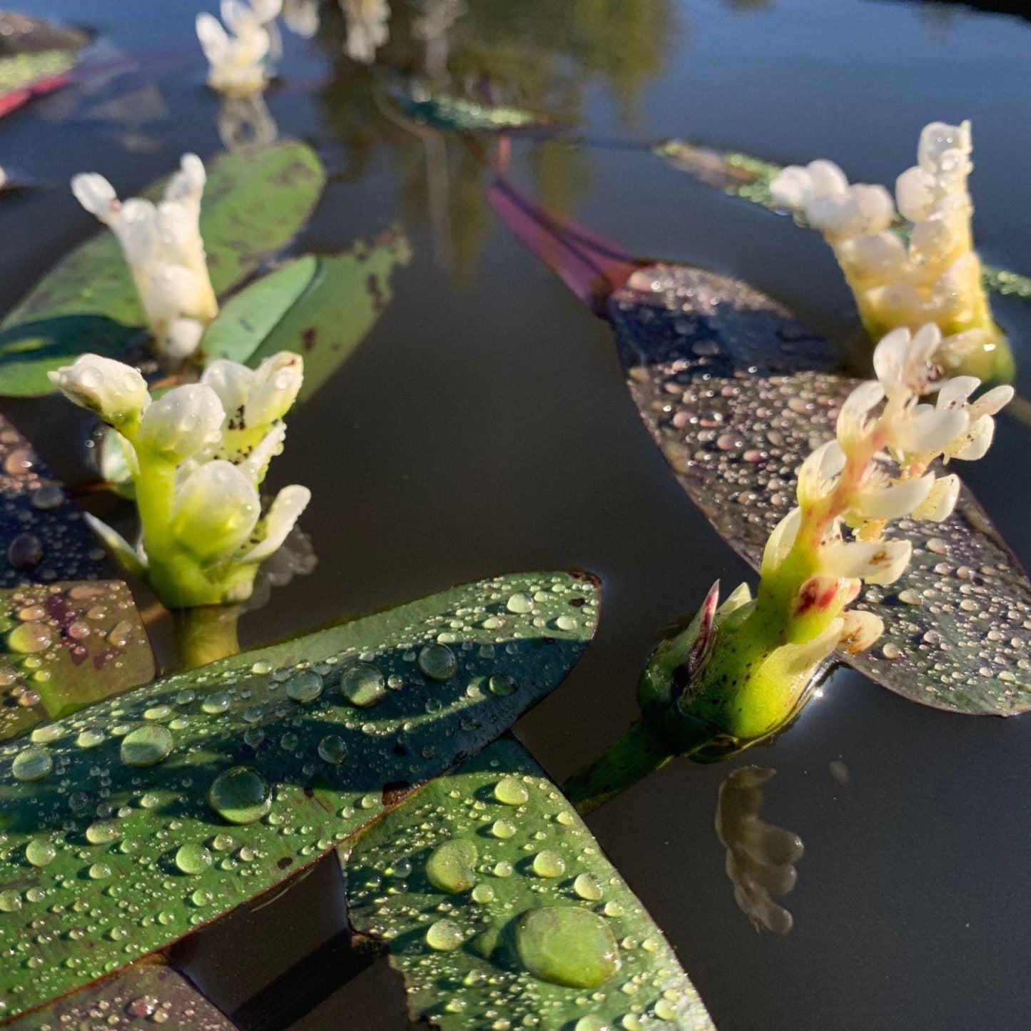 Chalily Live Aquatic Pond Plant Water Hawthorn: Hardy Outdoor Garden Water Pond Plants Lily Like Floating Pads Goldfish Koi Lotus Ponds Loves Shade Sun Flowers Beautiful White Vanilla Scented Lily
