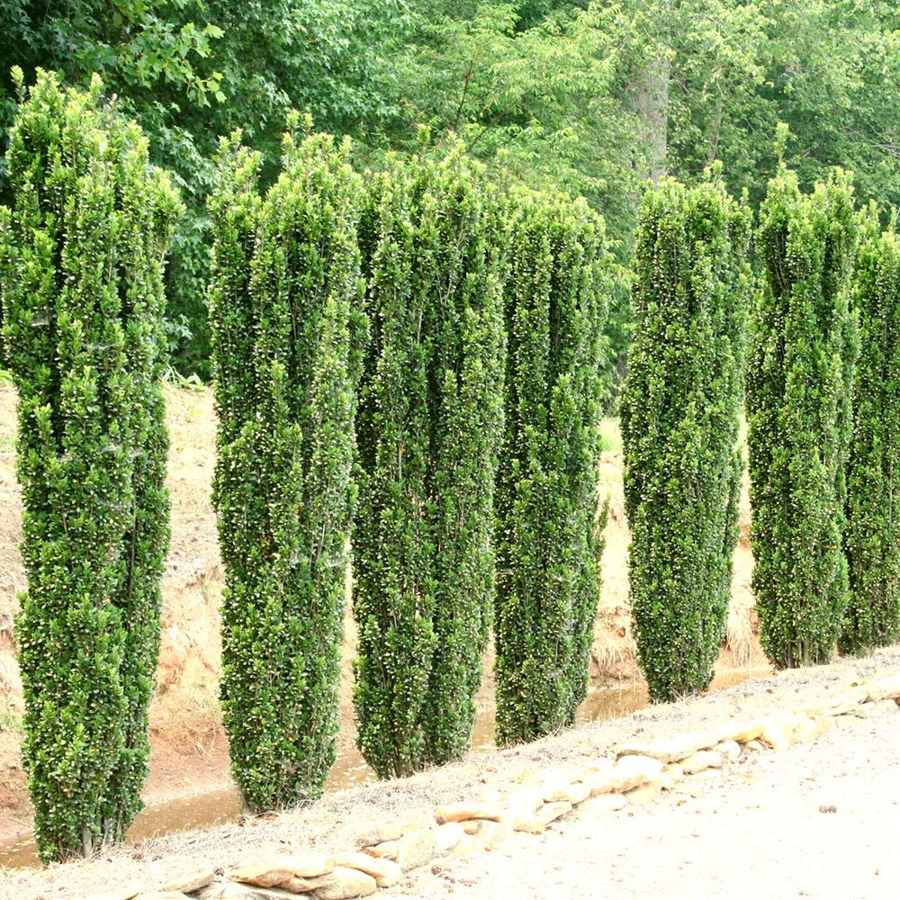 Sky Pencil Japanese Holly - 10 Live Plants - Ilex Crenata - Formal Low Maintenance Evergreen