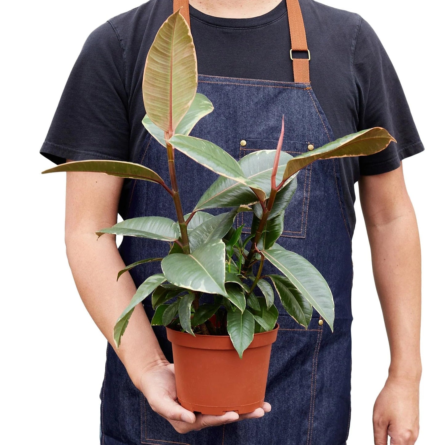 Ficus Elastica 'Tineke' | Live Plant for Indoor & Outdoor | for Living Room, Office, Bathroom | (6" Pot)