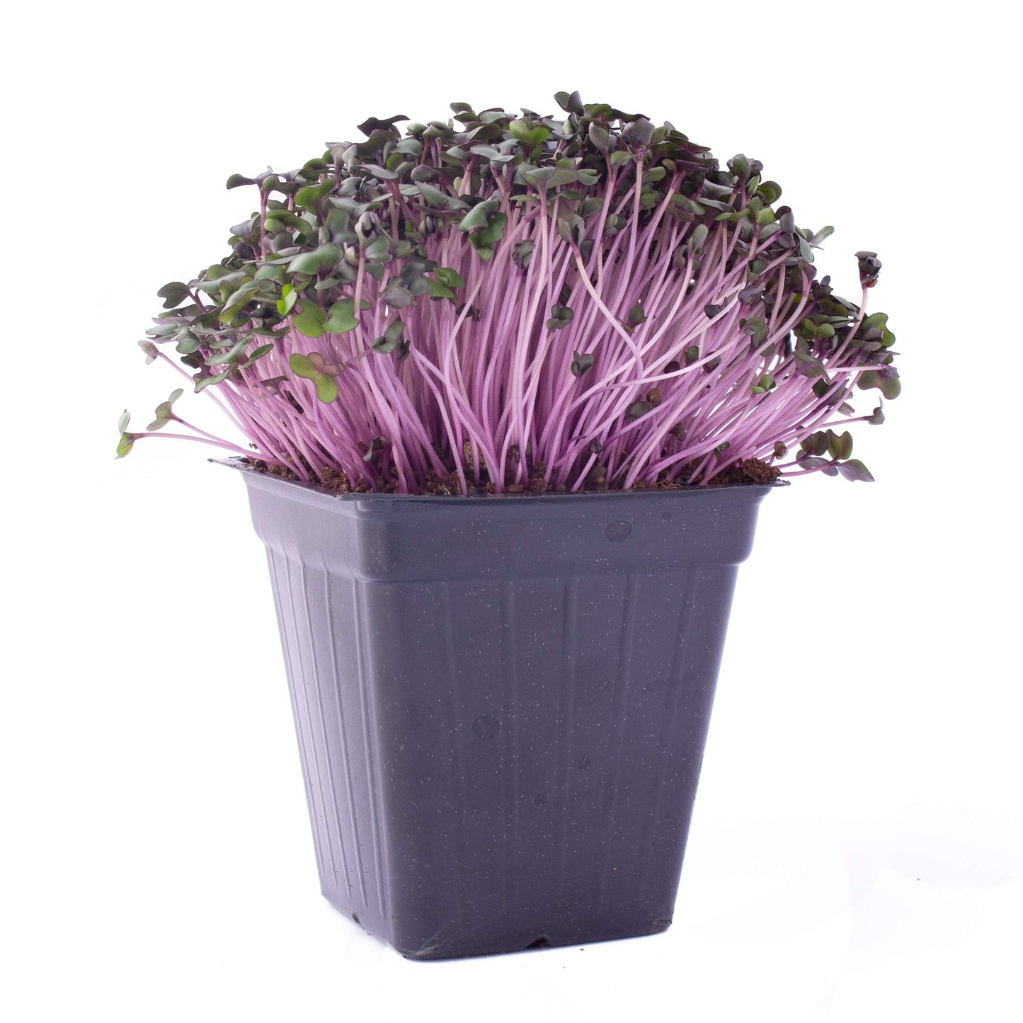 Red Cabbage Microgreens Seeds - 1 Lb ~108,800 Seeds - High Germination, Premium Non-GMO Seed for Growing Red Cabbage Micro Greens