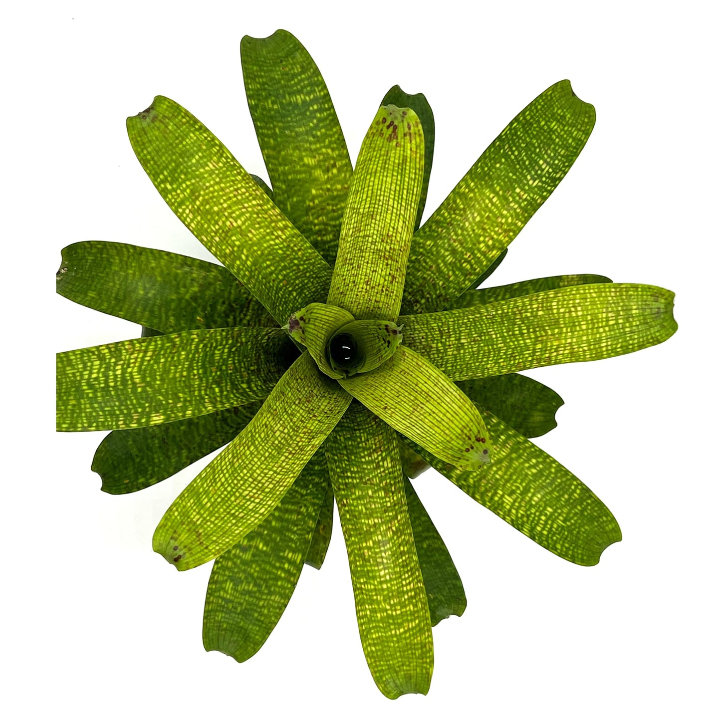 ragnaroc Live Plants – Bromeliad Vrisea Fenestralis, 4-8" in 4" Pot - 1ct - Live Arrival Guaranteed - House Plants for Home Decor & Gift