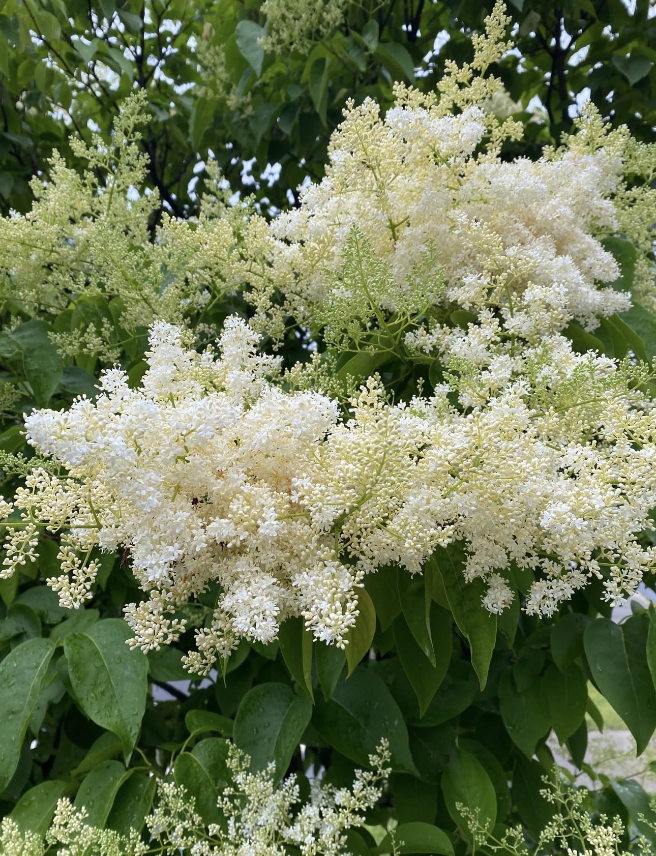 Ivory Silk Japanese Tree Lilac Live Plant – Syringa reticulata ‘Ivory Silk’ – Fragrant Creamy White Flowers – Hardy Ornamental Flowering Tree – Starter Plant