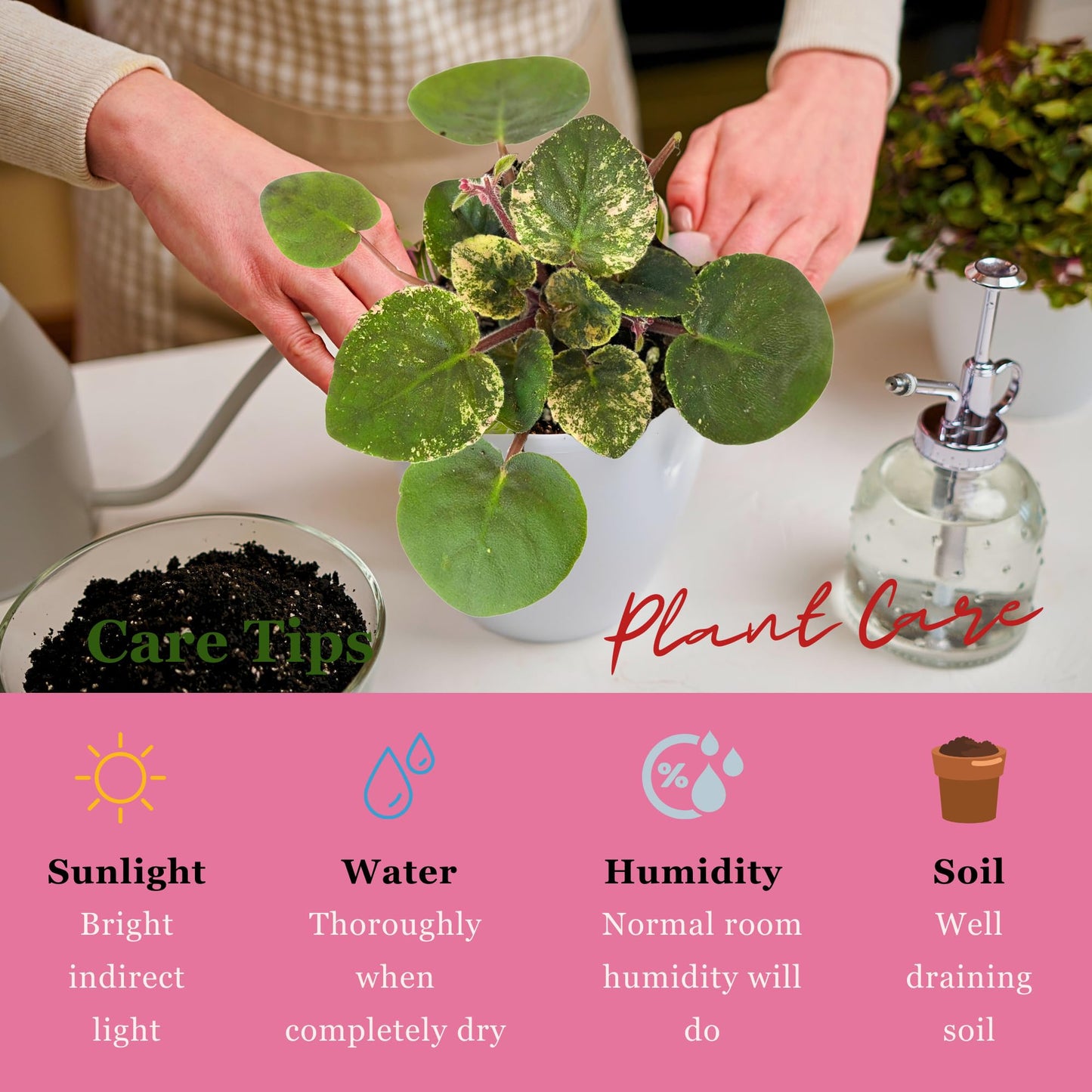 Live Plant Assorted African Violets 4" - Easy to Care and Grow Air Purifying Indoor House Plants - Rare African Violets Plant - Flowers for Home Office Room Decor & Giftable(Heat Pack Included)