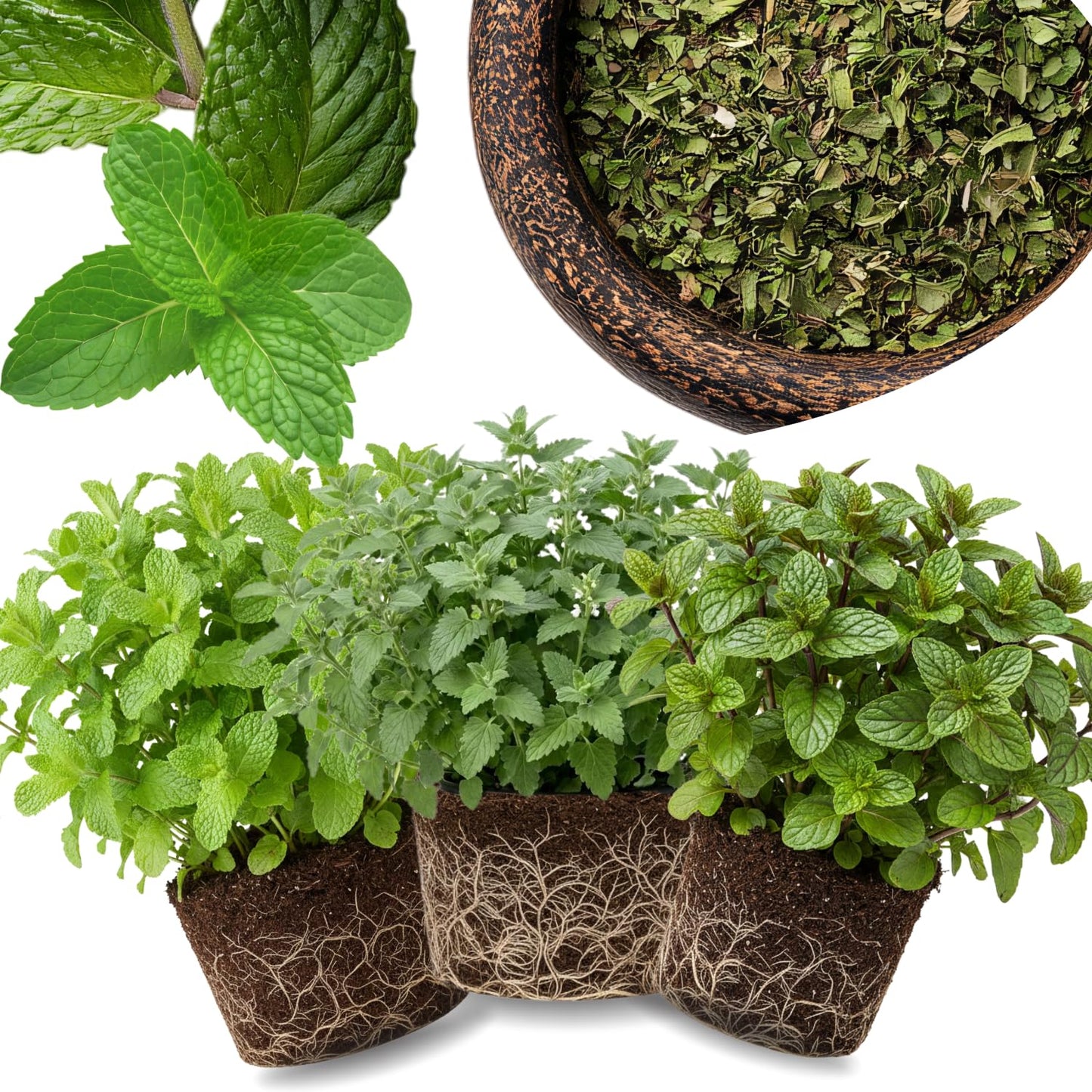 Set of 6 Mojito Mint Live Herb Plants, 3–6 Inches Tall, Fragrant Mint Plants for Indoor Outdoor Garden, Patio, and Culinary Growing