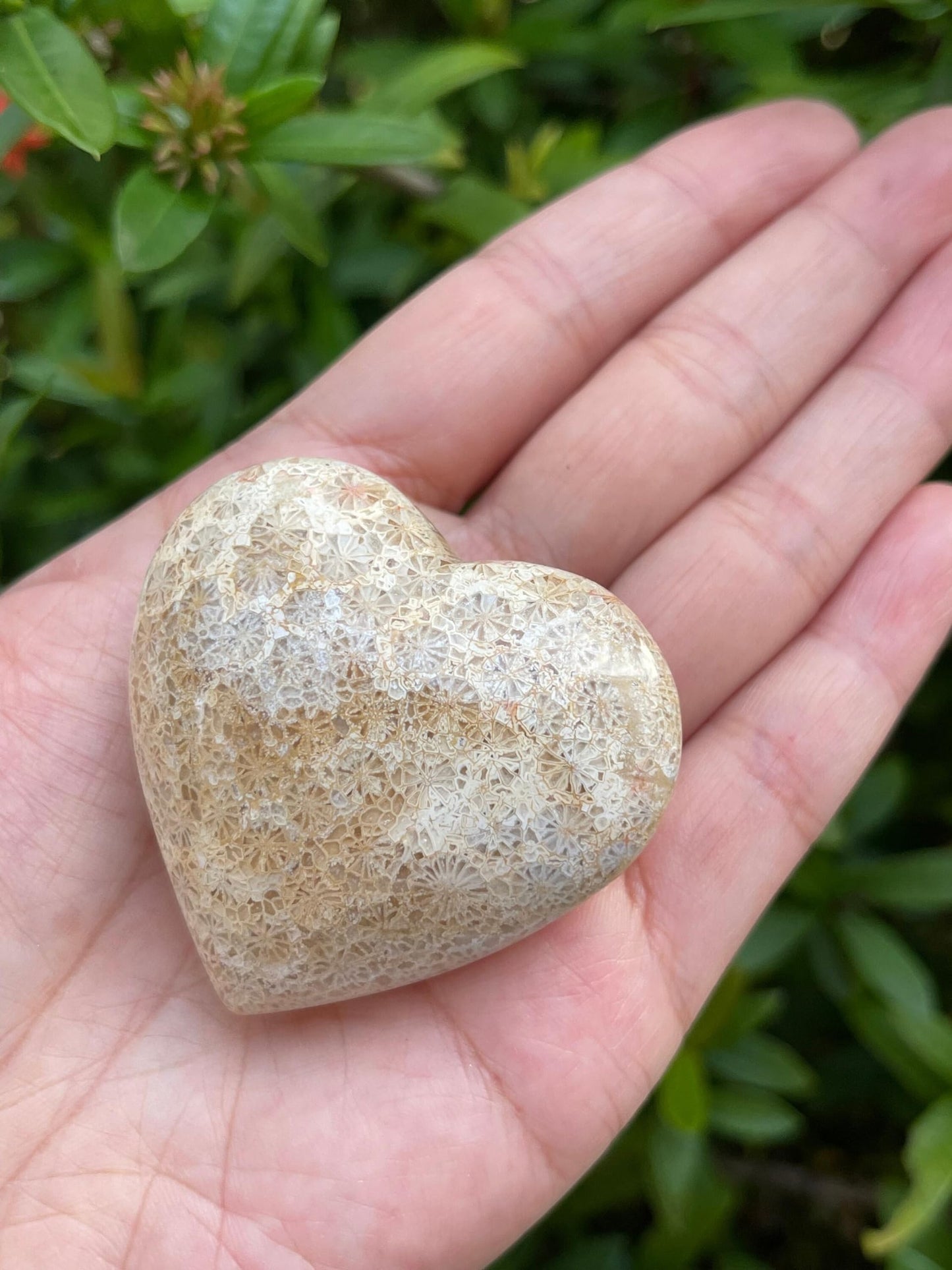 GAF TREASURES Fossil Coral Gemstone Hearts, Polished Fossil Coral Puffy Hearts, Fossil Coral Crystal Palm Stone, Fossil Coral Healing Crystal Hearts (1 Heart)