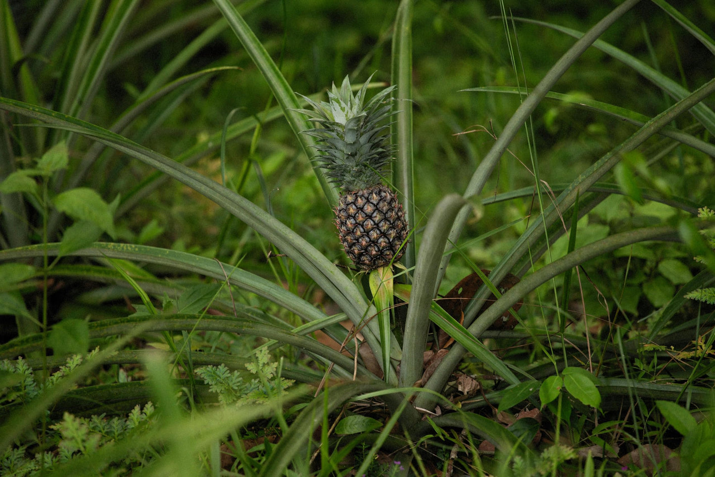 Live Elite Gold Pineapple Pineapple Plant (Ananas comosus) - (Pack of 2) - 4-6 Inches Tall - Ideal for Gardens and Containers - Sweet, Juicy Pineapple Fruit - Easy Grow, Ready for Planting