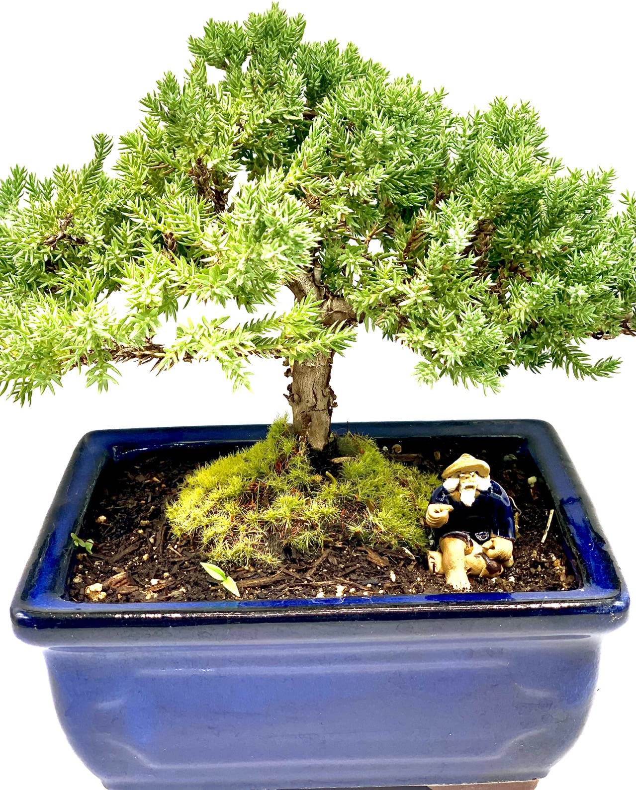 Live Dwarf Juniper Bonsai Tree | Indoor/Outdoor | 100% Handcrafted| Home and Office Décor | Best Gift for Holiday (M)