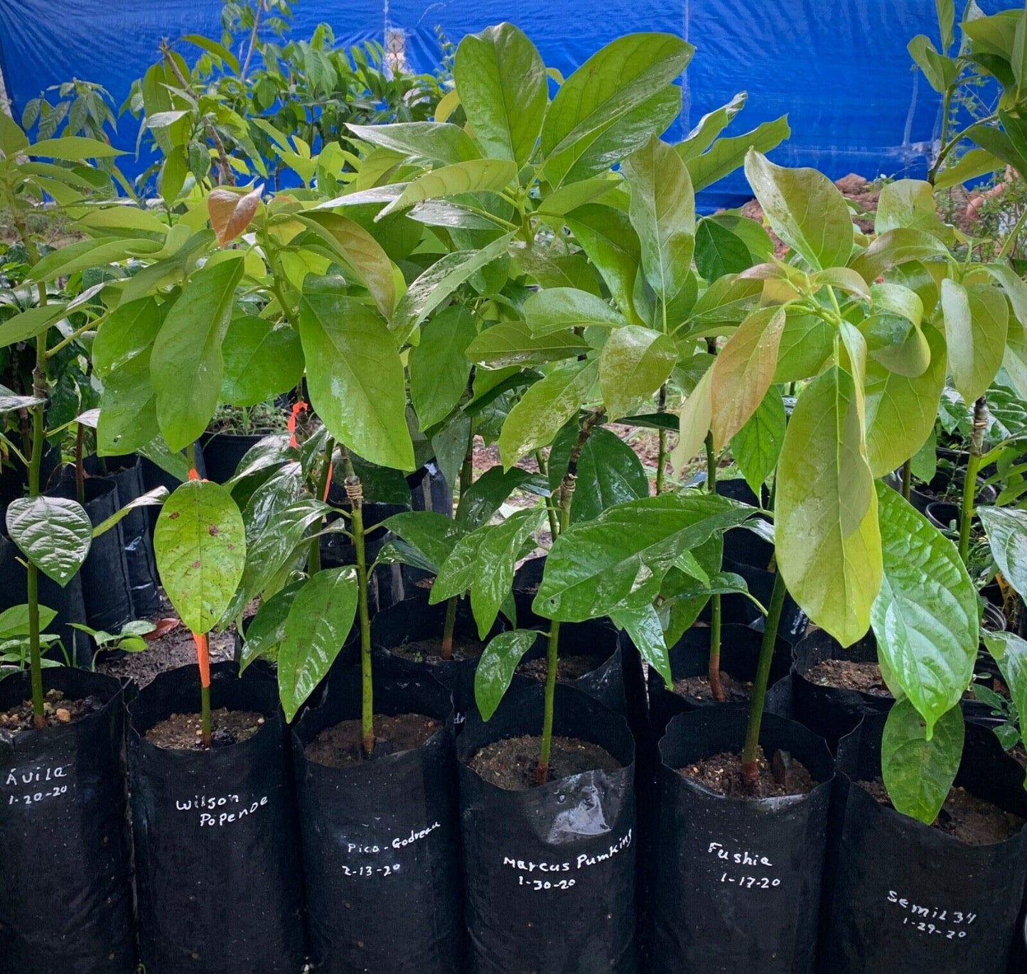 Grafted HASS Avocado Tree - Live Big Fruit Tree 12"-24" Tropical Plantae