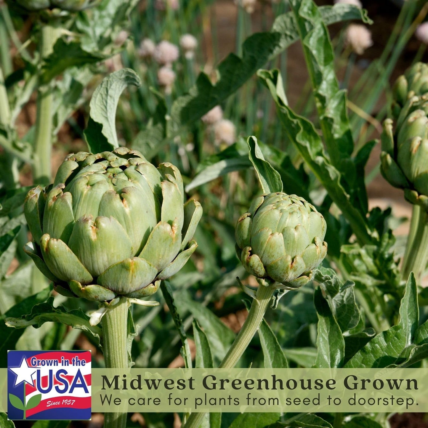 Clovers Garden Imperial Artichoke Plants - Two (2) Live Plants – Non-GMO - Not Seeds - Each 4" to 8" Tall – in 4" Inch Pots - Edible Vegetable, Gourmet Favorite