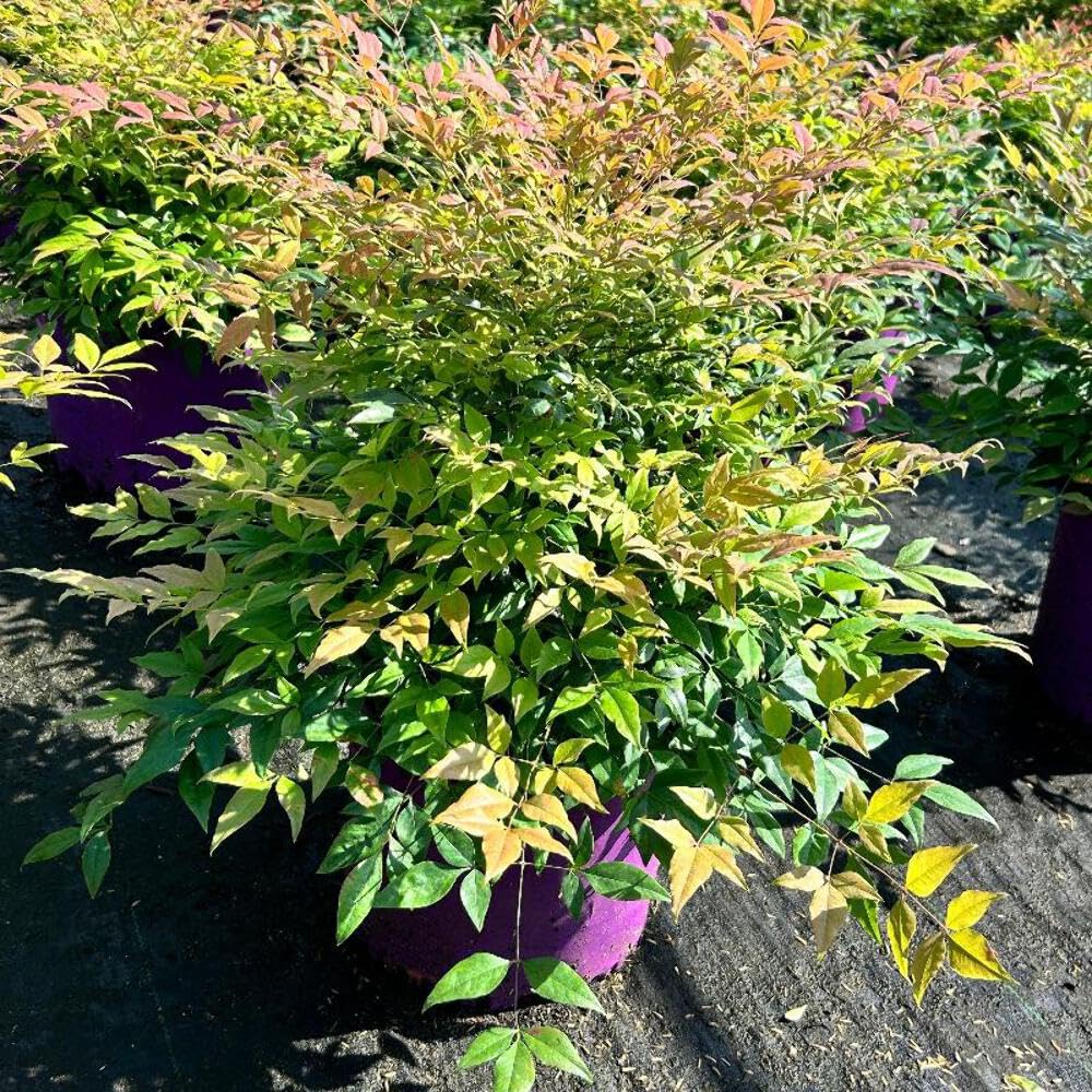 Cool Glow® Pomegranate Heavenly Bamboo, 3 Gallon