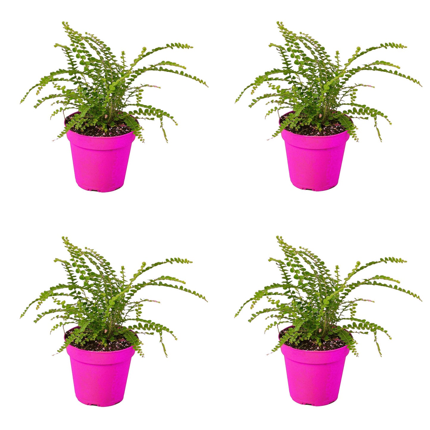 4 Pack Fern 'Lemon Button' in 3in Pot - Live Plants Tropical Houseplants | Variegated | USA Growers | The Snobby Leaf