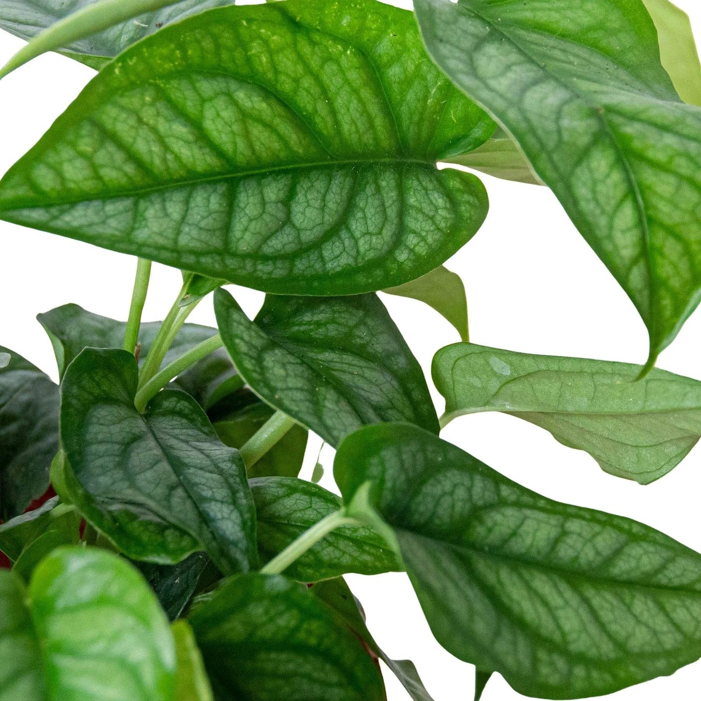 Live Philodendron Siltepecana Indoor Plant, 4-6 inch, Silver Monstera i