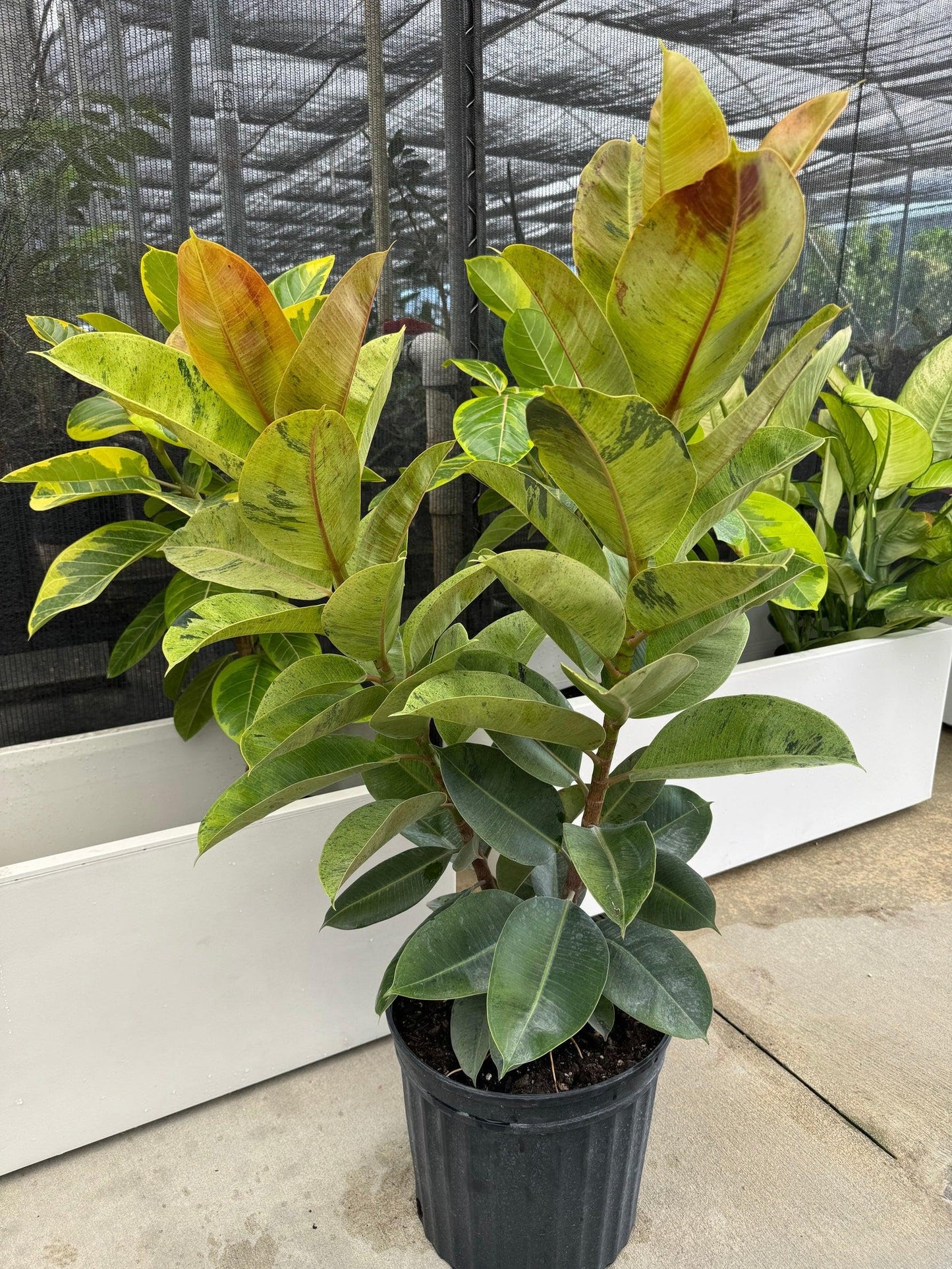 RedCrocus - RedCrocus Moonshine Ficus - Variegated Indoor Plant with Chartreuse Foliage, Bushy & Compact, Perfect for Decor & Floral Arrangements, Pet Warning, Indoor Use 6" Pot
