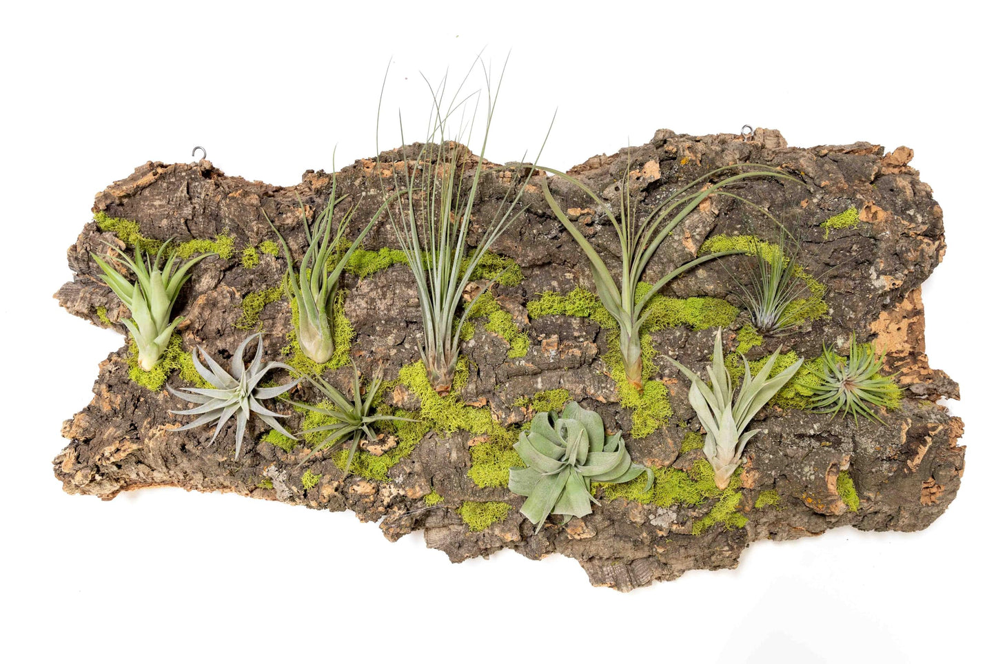 Air Plant Shop Fully Assembled Air Plant Cork Bark Displays - Wholesale and Bulk - Succulents - Live Tillandsia - Easy Care Indoor and Outdoor House Plants (Extra Large)