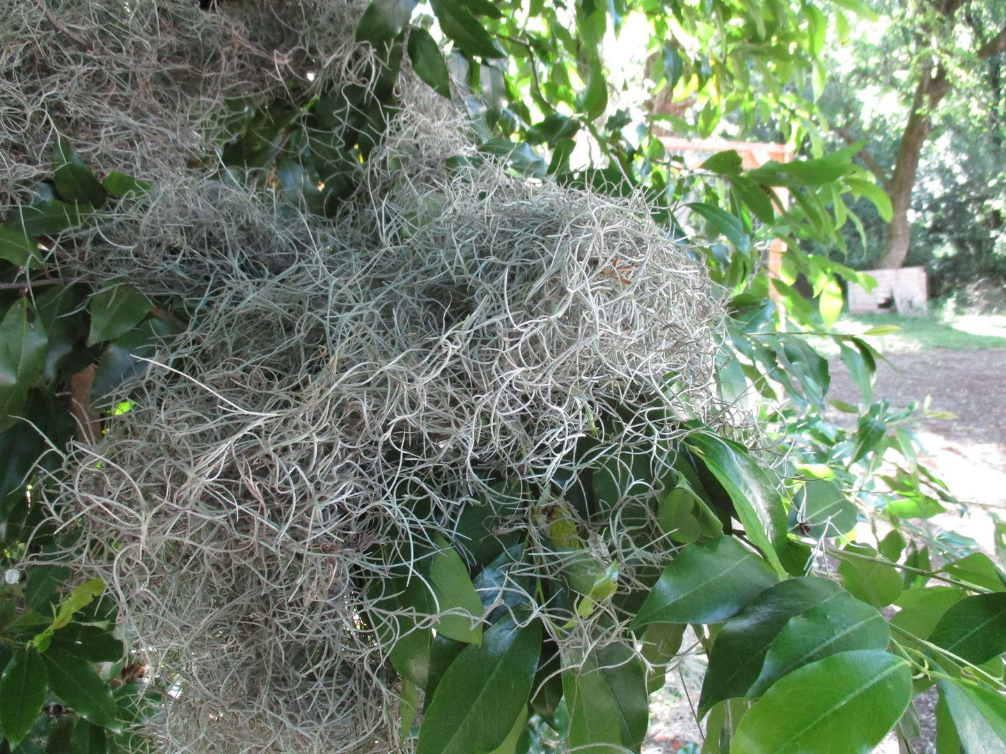 New, Fresh Organic Spanish Moss Live Air Plant OVERSTUFFED Quart Bag Picked from Our Farm & Area.You Buy, we Pick!