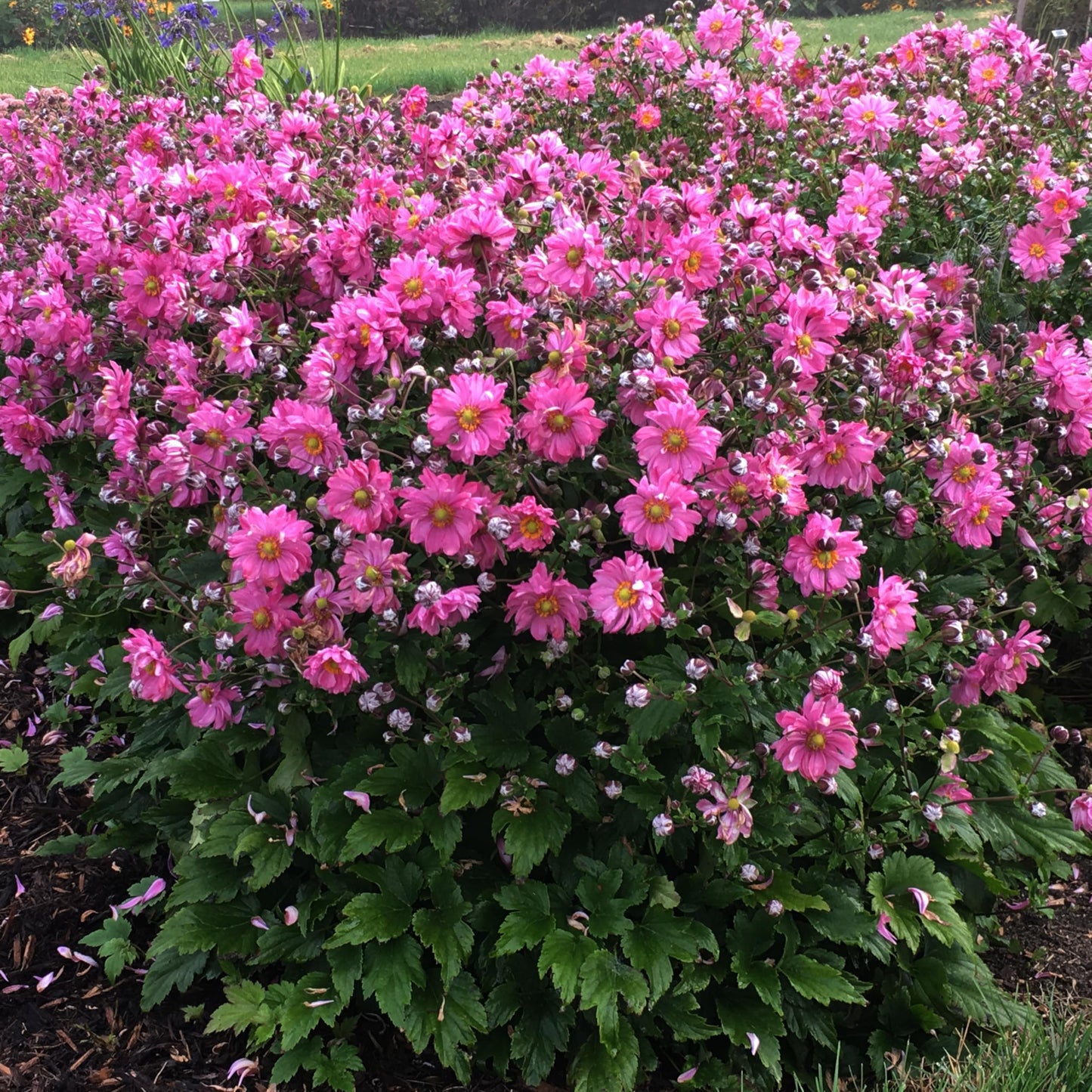 Live Plant Green Promise Farms, Proven Winners Anemone Fall in Love Sweetly Japanese Anemone, Pink Flowers - #1 Gallon Size Container - Plant Will NOT Ship to AZ, CA, HI, ID, MT, NV, OR, PR, UT & WA!