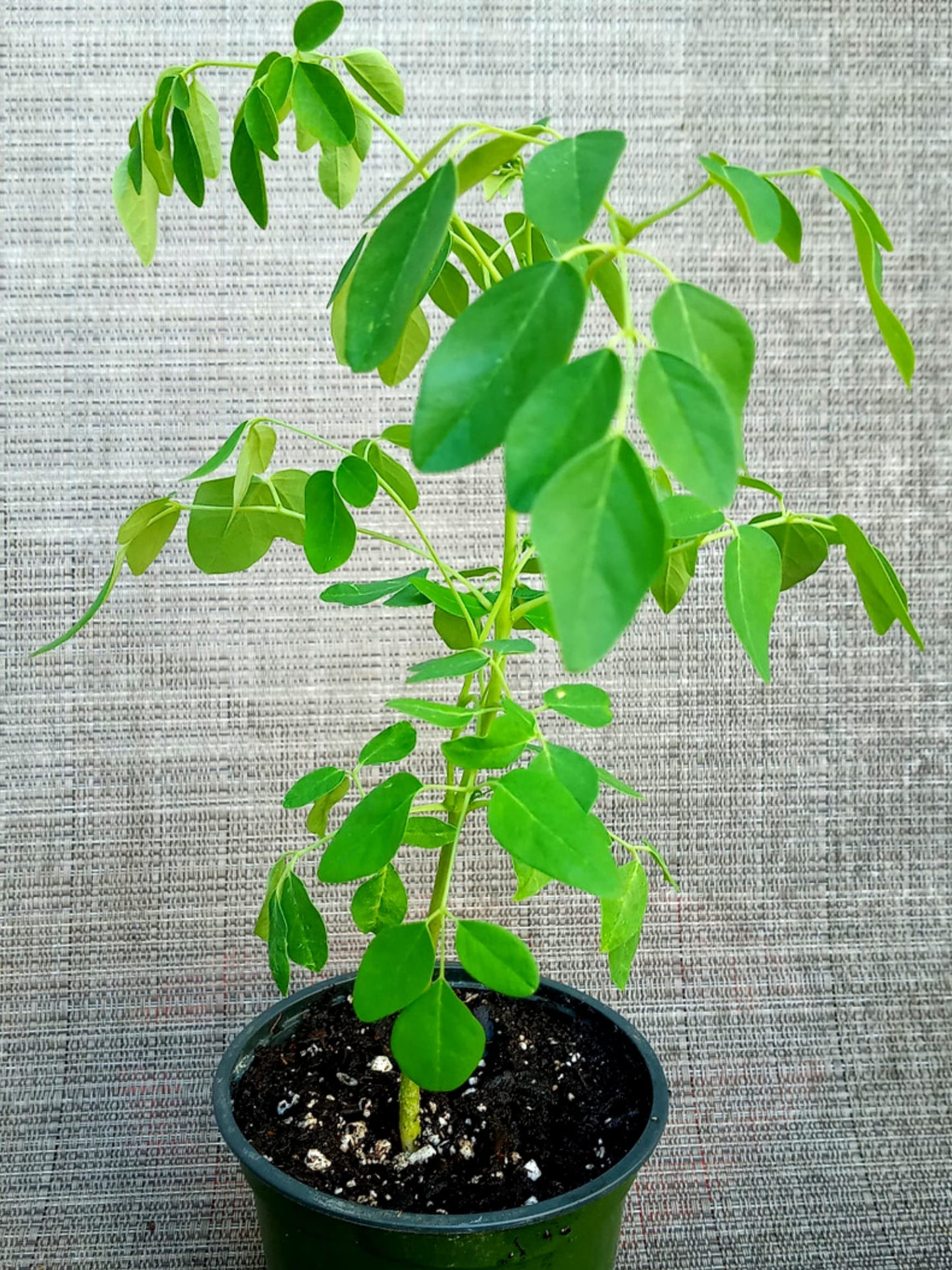 Live Malunggay Plant Potted, Moringa Oleifera Live Tree, 6-8" in Tall Drumstick Horseradish Trees Herb for Planting, 7 Months Old Tree
