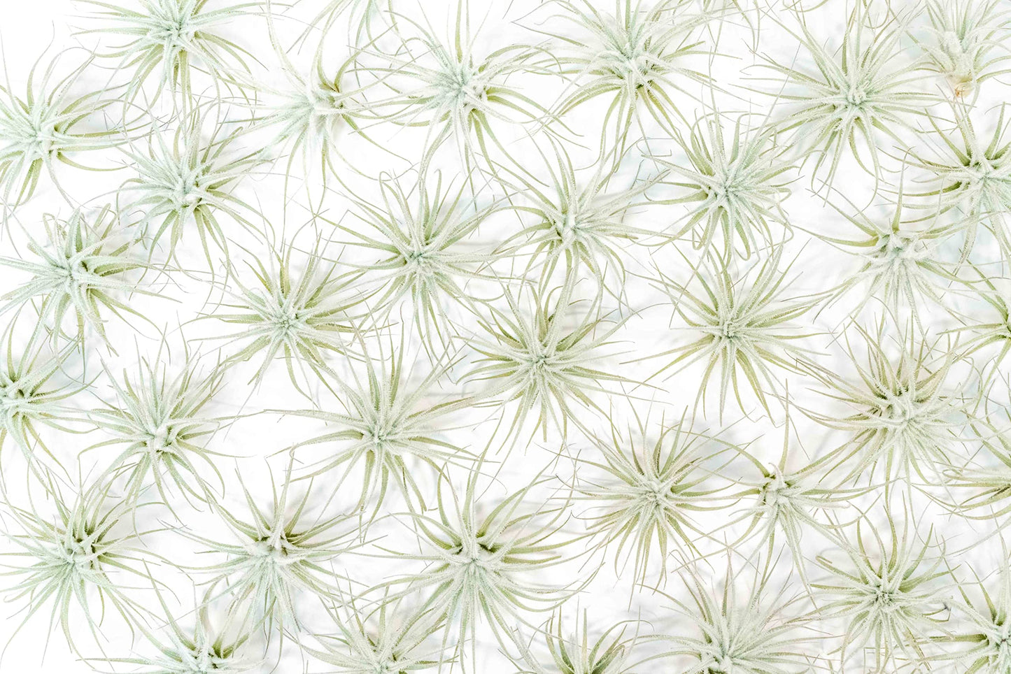Air Plant Shop 25 Pack Rare Tectorum Ecuador Air Plants - Unique, Bright White, Nursery-Grown Tillandsia House Plant with Fuzzy Trichomes for Terrariums, Driftwood & Living Walls - Wholesale