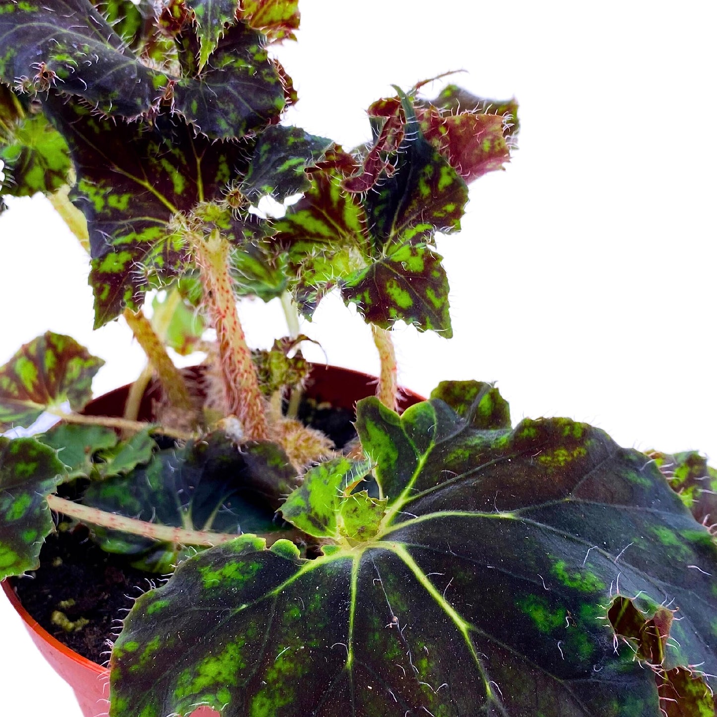 BubbleBlooms Harmony's Unique Begonia Rhizo in 4 inch Pot Rare