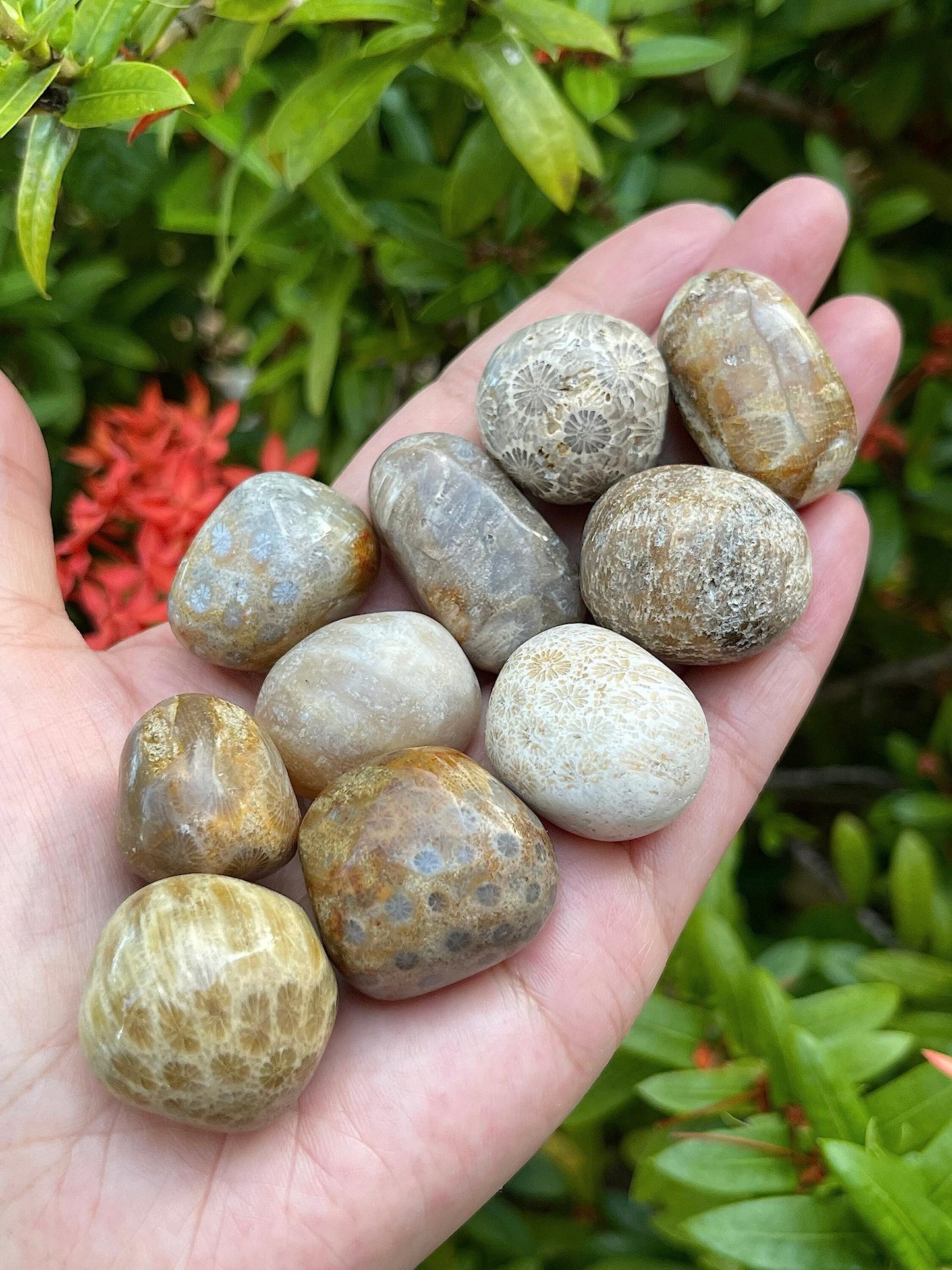 GAF TREASURES 5 Pcs Fossil Coral Tumbled Stones, Polished Natural Fossil Coral Gemstone, Fossil Coral Healing Crystals (Fossil Coral)