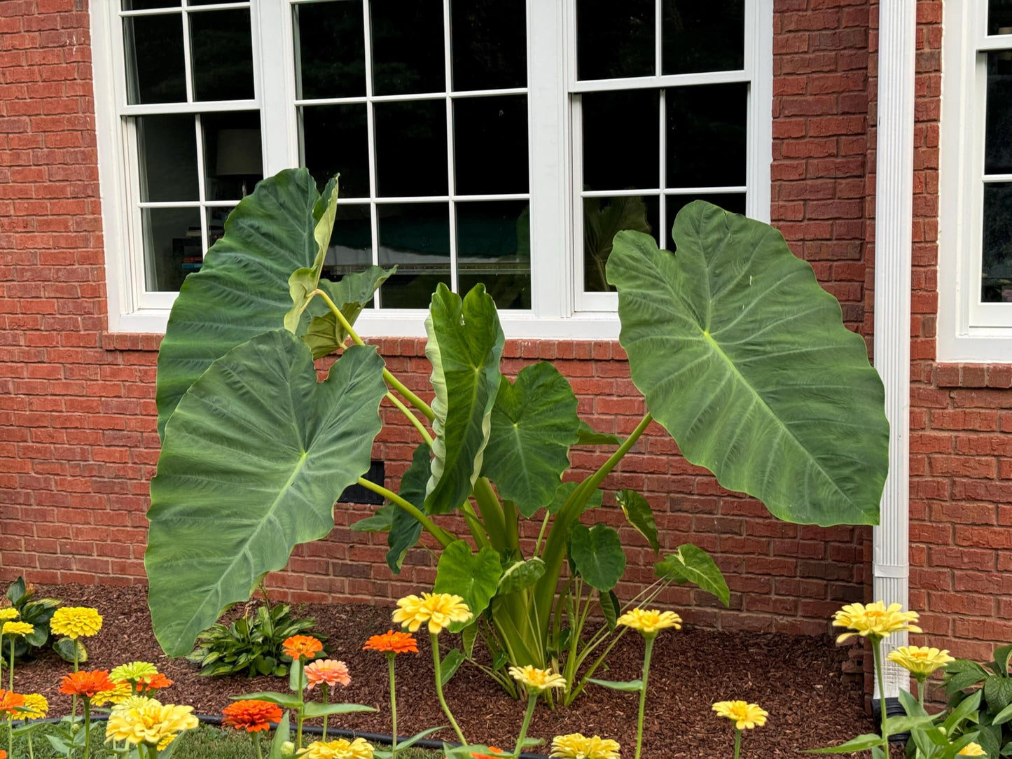 3 Jack's Giants Elephant Ear Bulbs