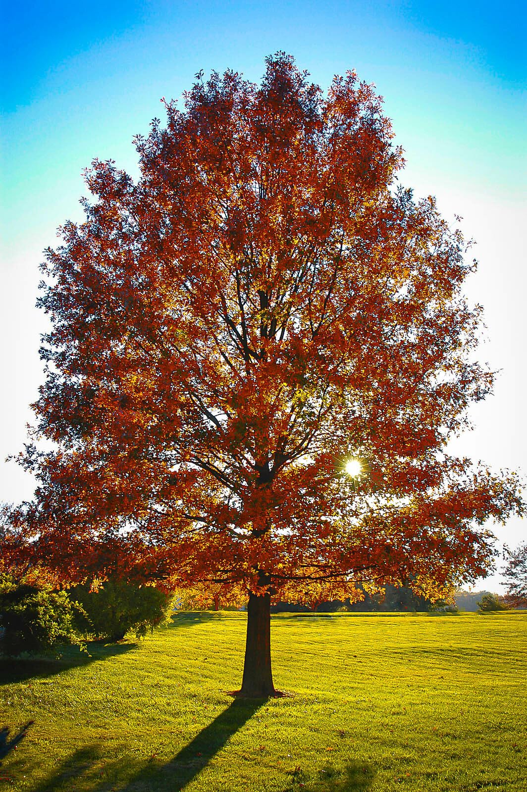 Live Plant - Pin Oak Tree - 12-18" Tall Live Plant, 4" Pot - Ships Potted - Quercus palustris