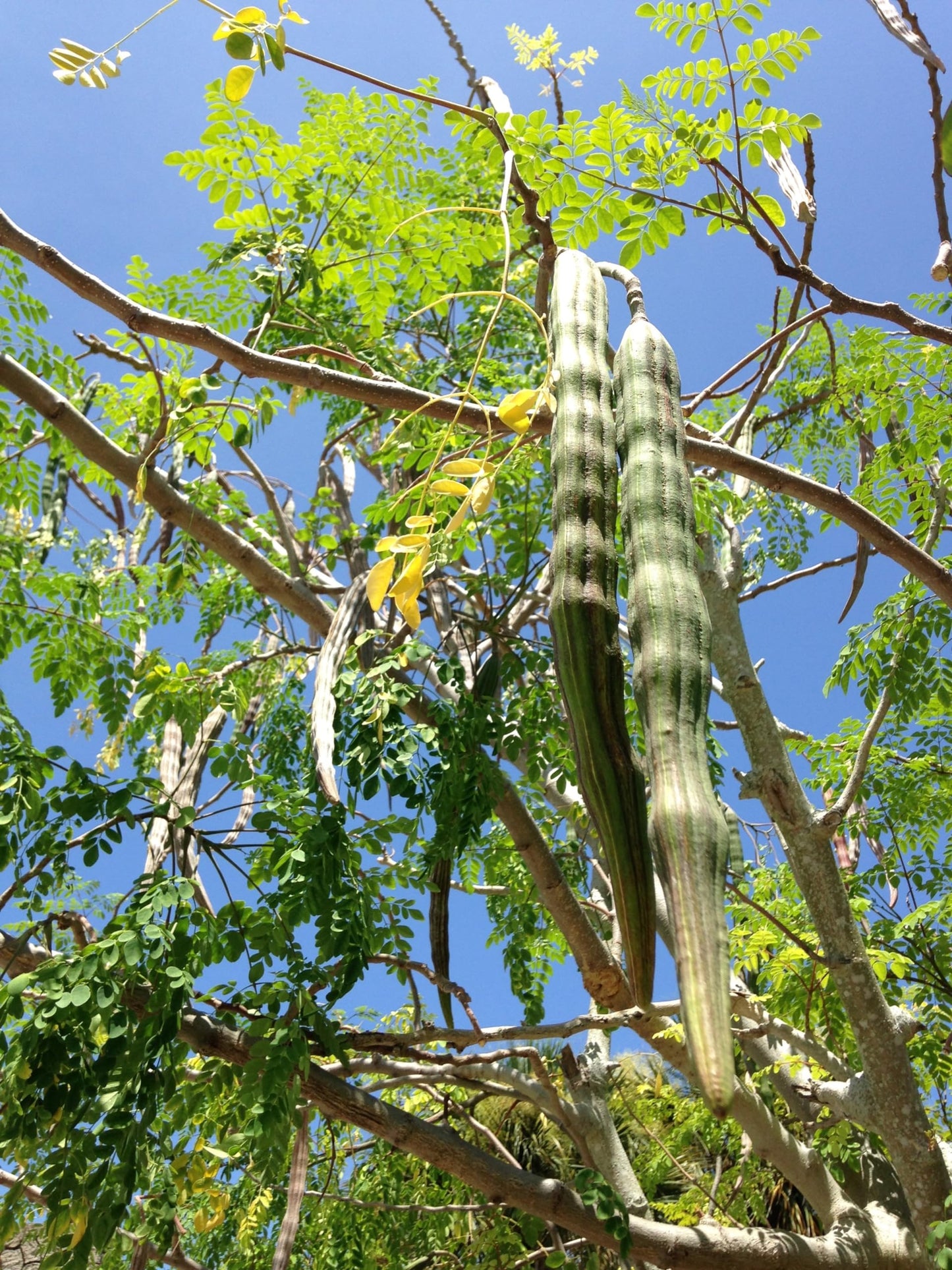 Moringa Plants 2 Live Moringa Trees with Moringa Seeds, Drumstick Tree, Miracle Tree, Moringa Seedling, Live Plant