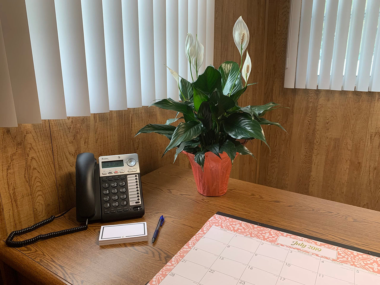 Peace Lily Plant-Friendship Foliage's Family Farm Grown Quality Live Indoor Spathiphyllum (6" Pot)