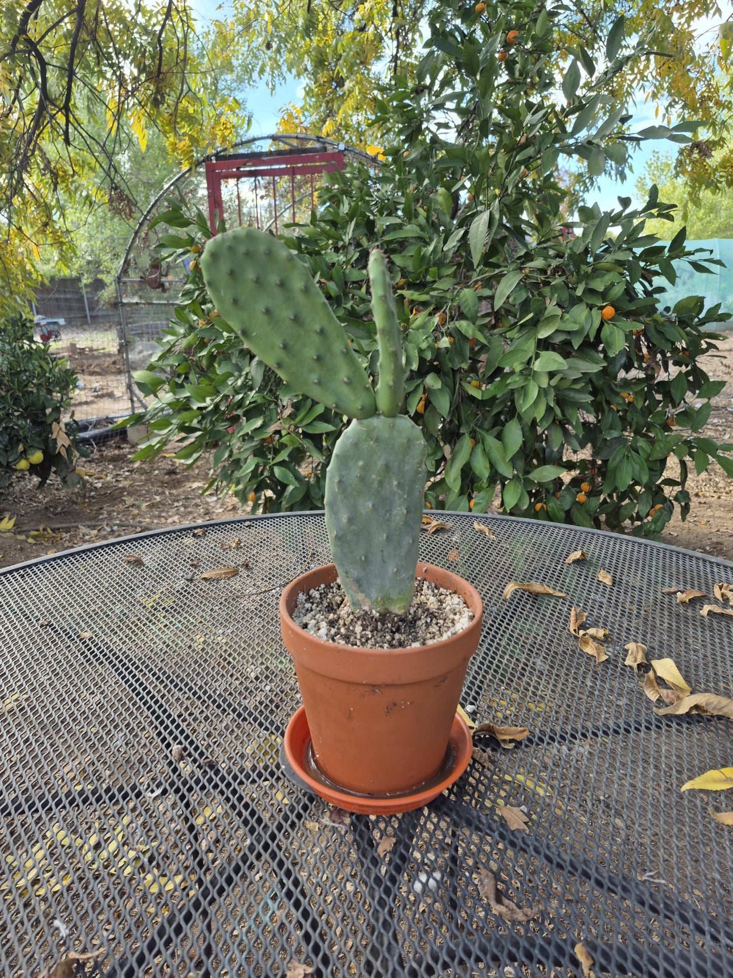 Live Indian Fig Prickly Pear Cactus Plant (Opuntia ficus-Indica) 6–10 in Tall, Ships Bare Root, Includes 6 in Terracotta Pot + Saucer, Cactus Soil + River Gravel