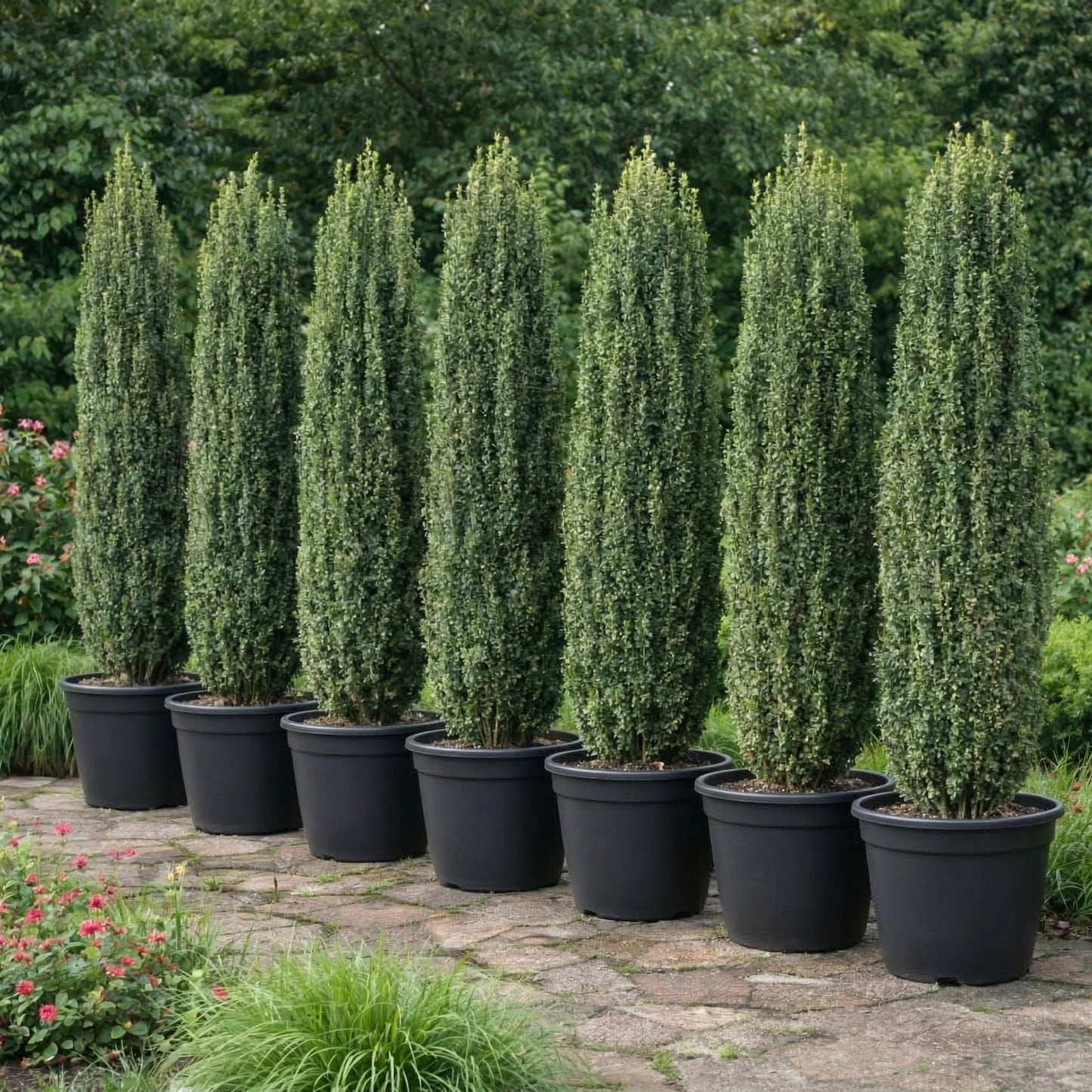 2 Sky Pencil Holly Live Plants, 2.5-Inch Pot, 6–12 Inch Tall Japanese Holly Shrubs, Easy Care Evergreen Trees for Outdoor Landscaping