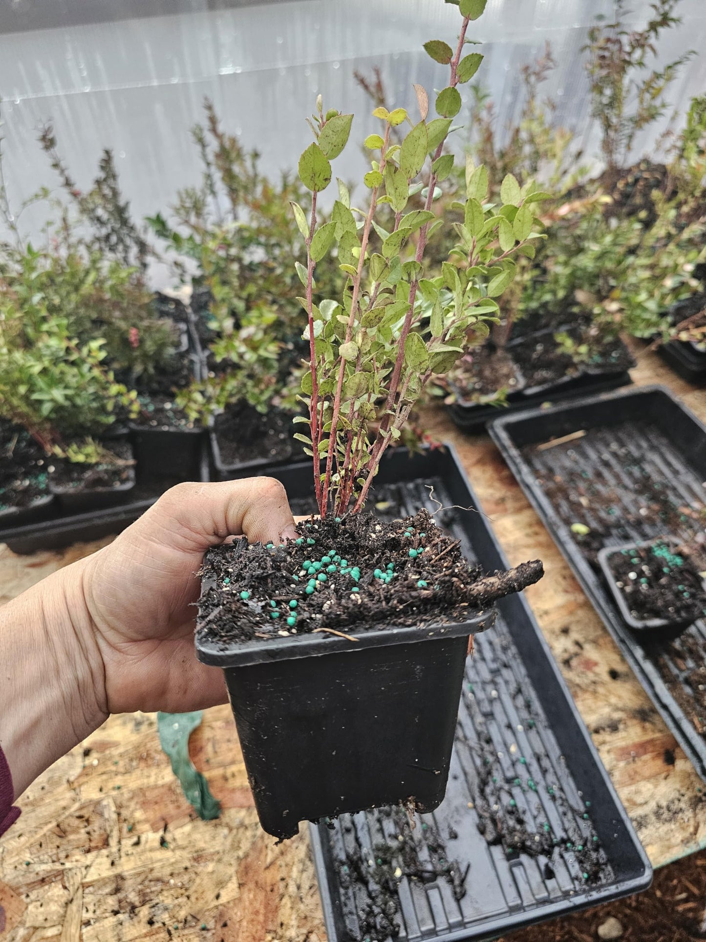 4pack Medium Live Wild Huckleberry Plants, 4" pots