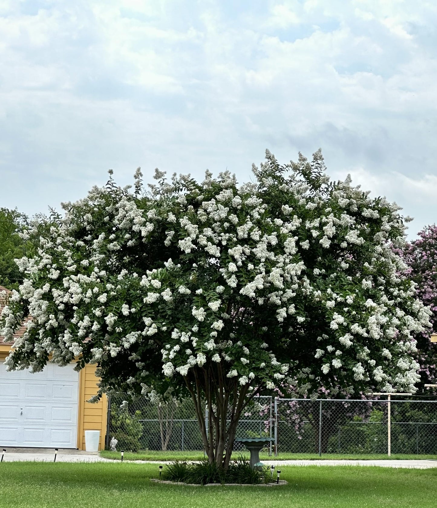 Natchez Crape Myrtle Tree Quart Containers, 6-12 Inches Tall | Fast-Growing, White Flowering Live Plant for Outdoor Landscape, Garden & Patio (6 Pack)
