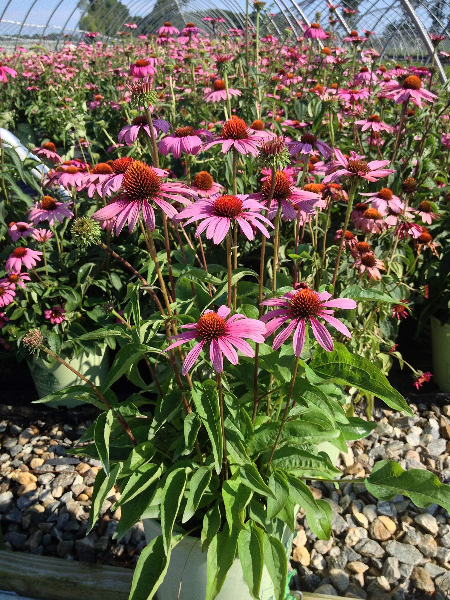 American Beauties Native Plants - Echinacea 'Ruby Star' (Coneflower) Perennial, pink flowers, 1 - Size Container